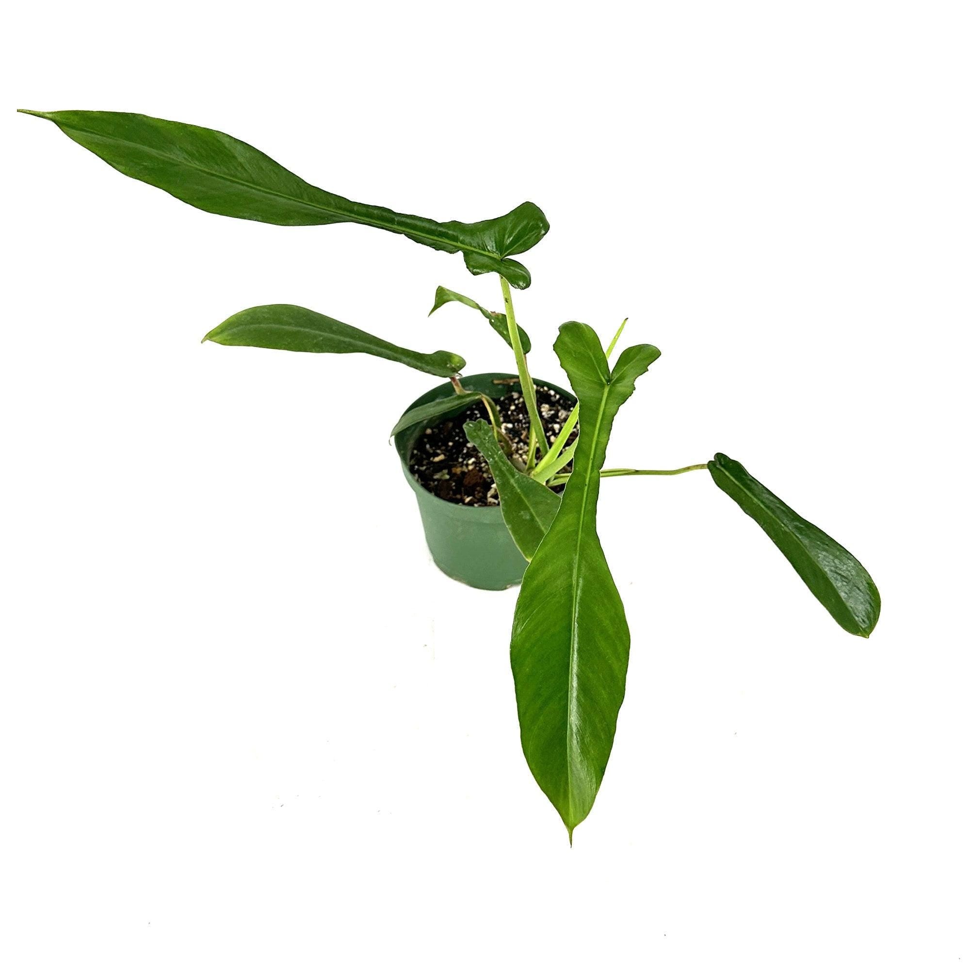 Philodendron joepii