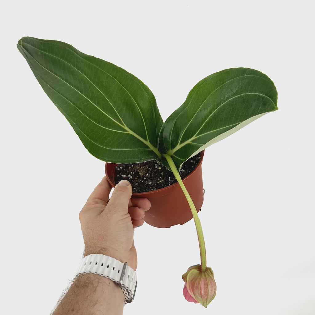 Medinilla magnifica ‘Showy Medinilla'