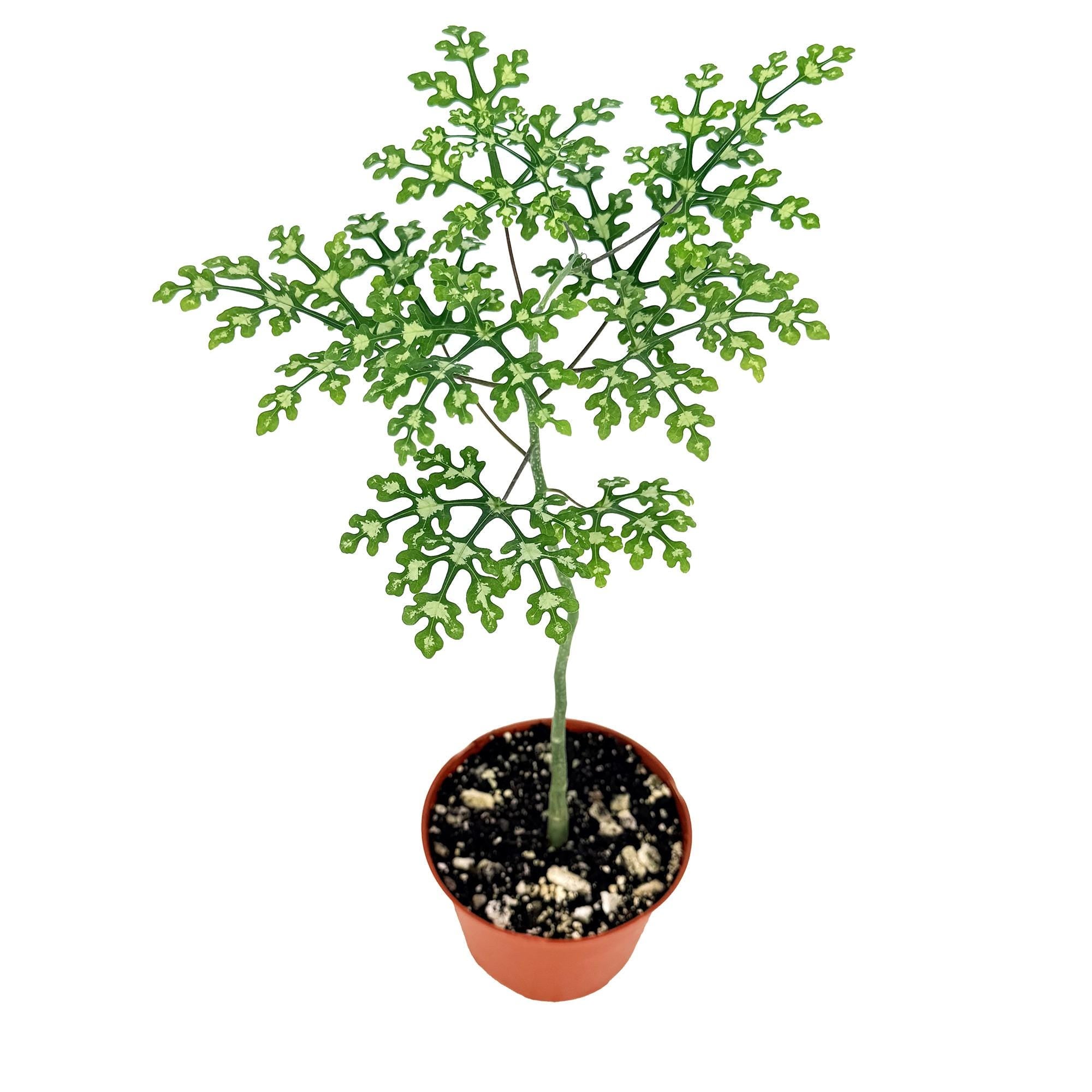 Adenia perrieri