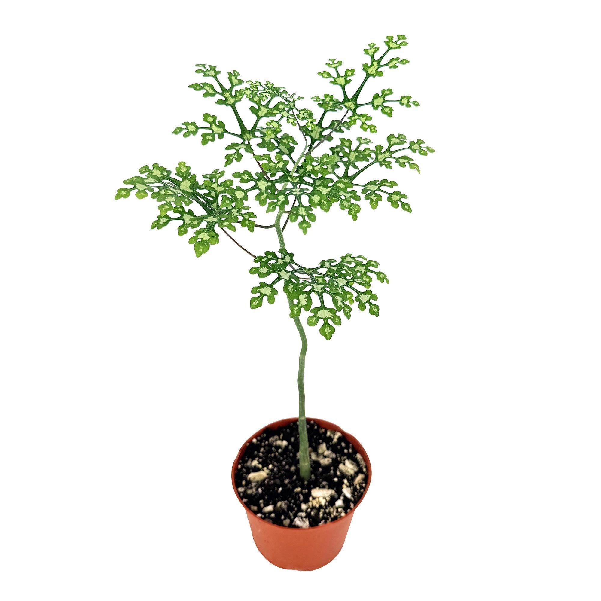 Adenia perrieri – SarahCotta Plants