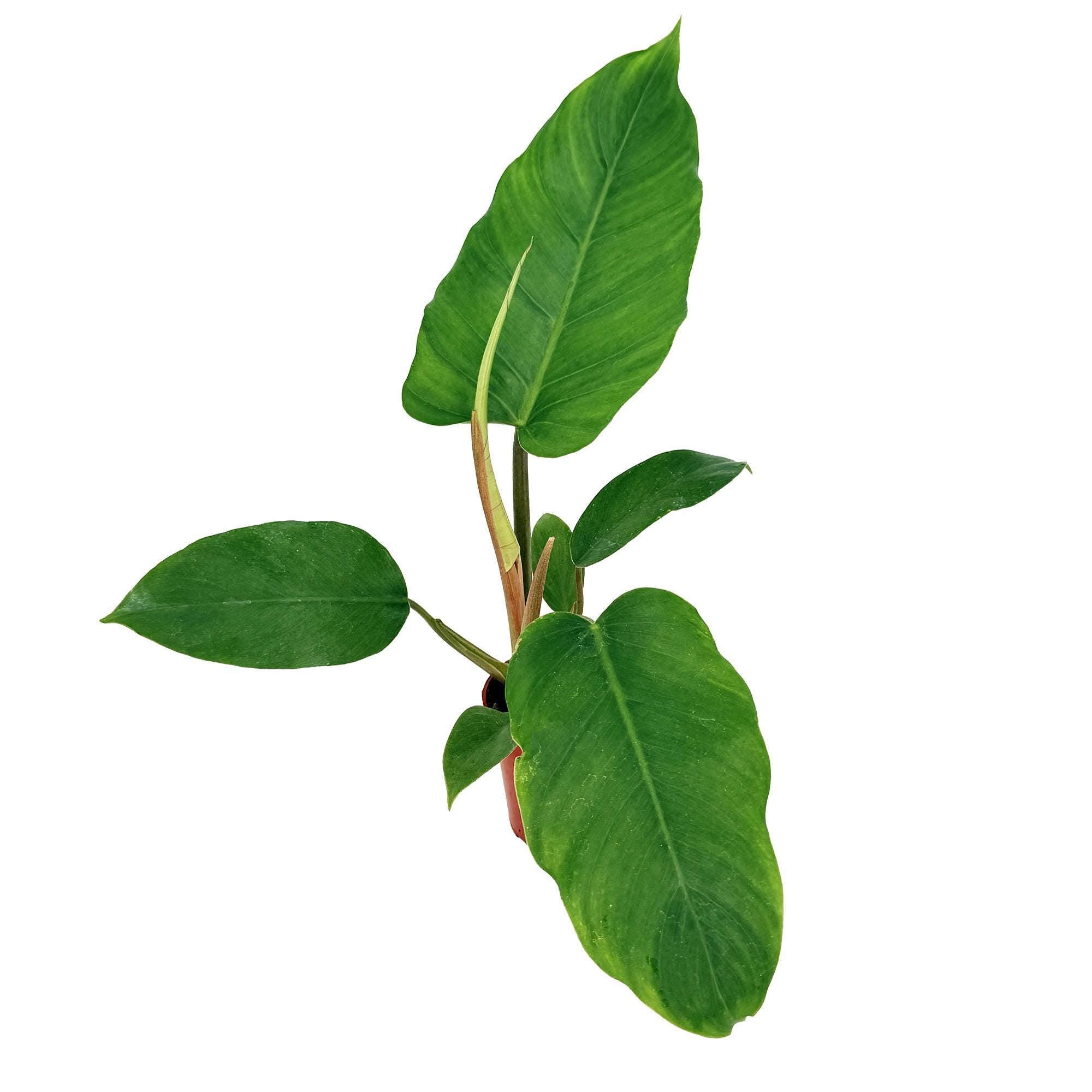 Philodendron ‘Jungle Fever'