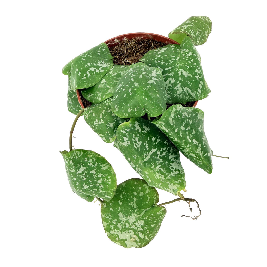 Hoya imbricata