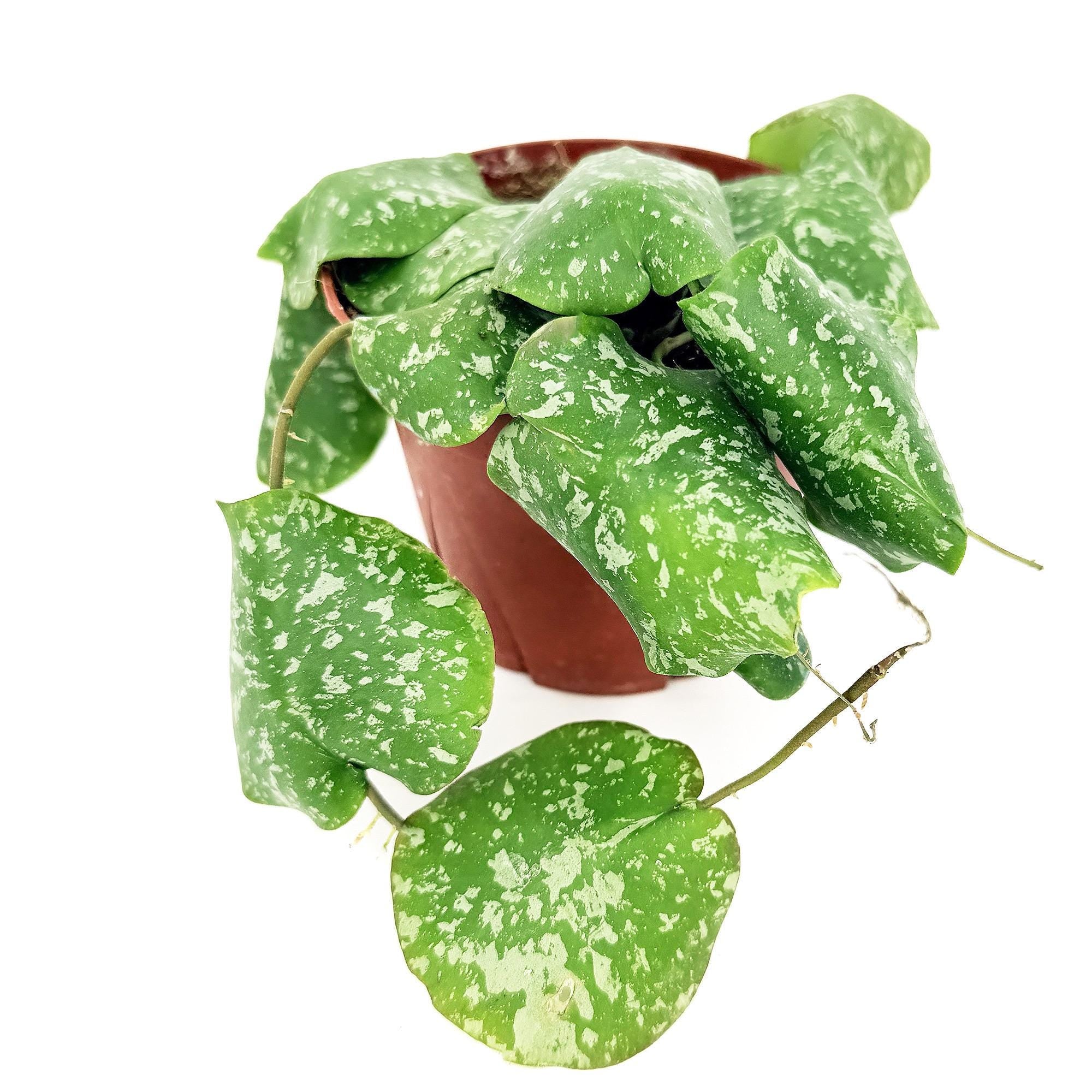 Hoya imbricata