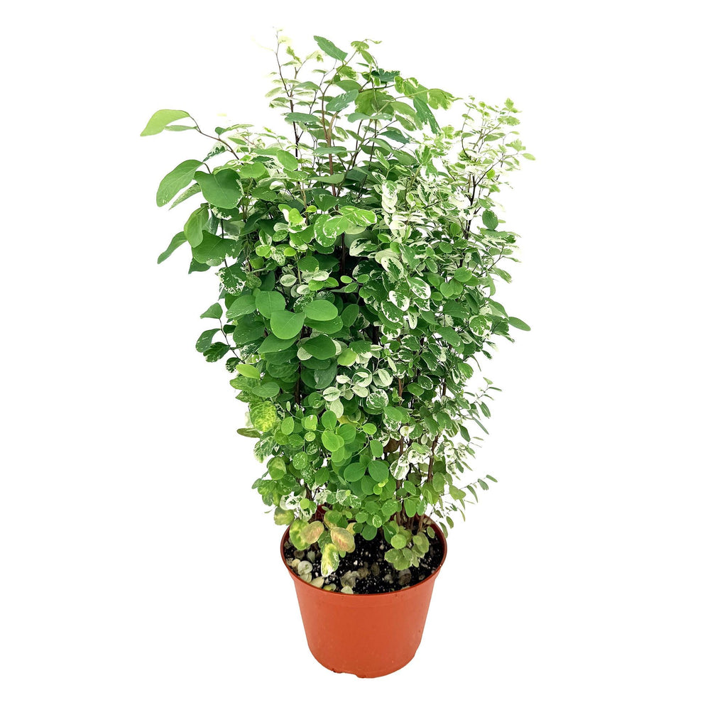 Breynia disticha ‘Snow Bush'