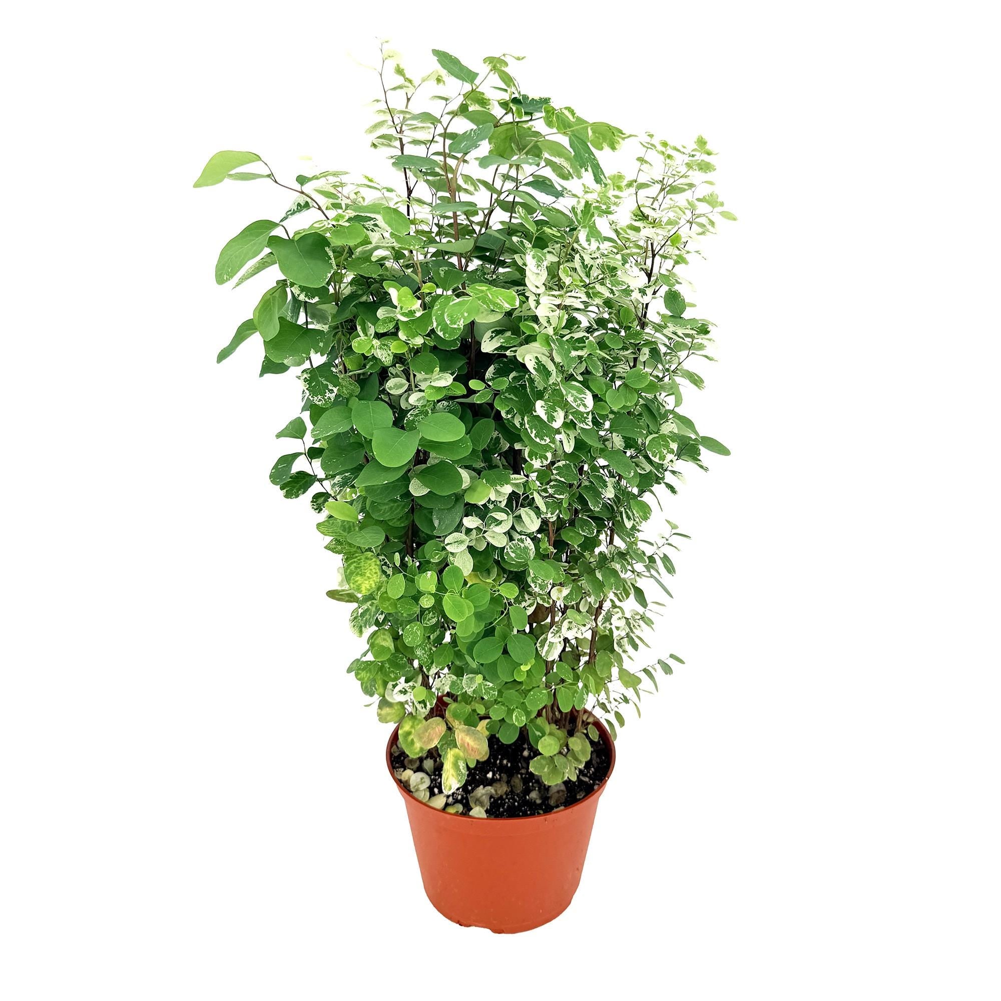 Breynia disticha ‘Snow Bush'