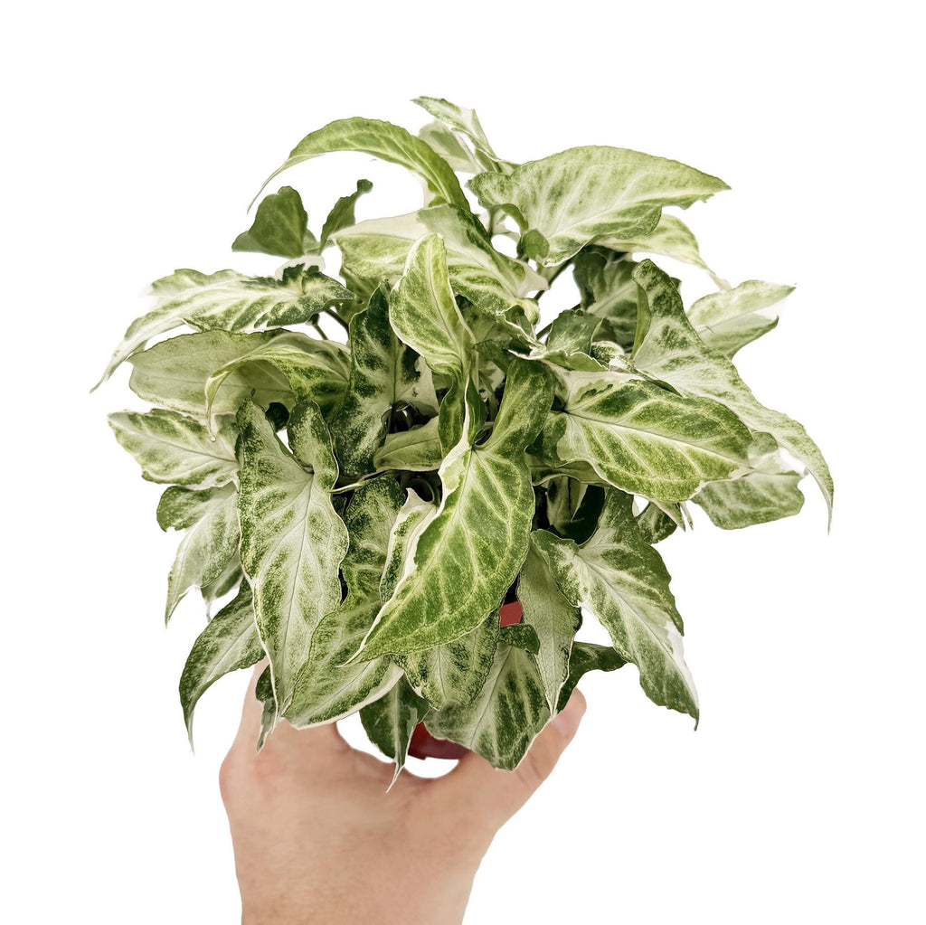 Syngonium podophyllum ‘Starlite’