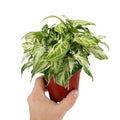 Syngonium podophyllum ‘Starlite’