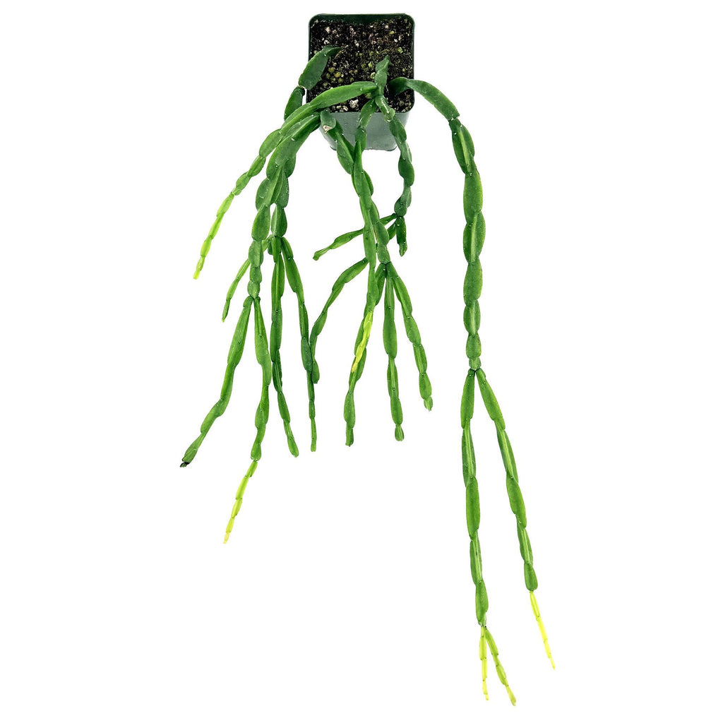 Rhipsalis paradoxa 'Chain Cactus'