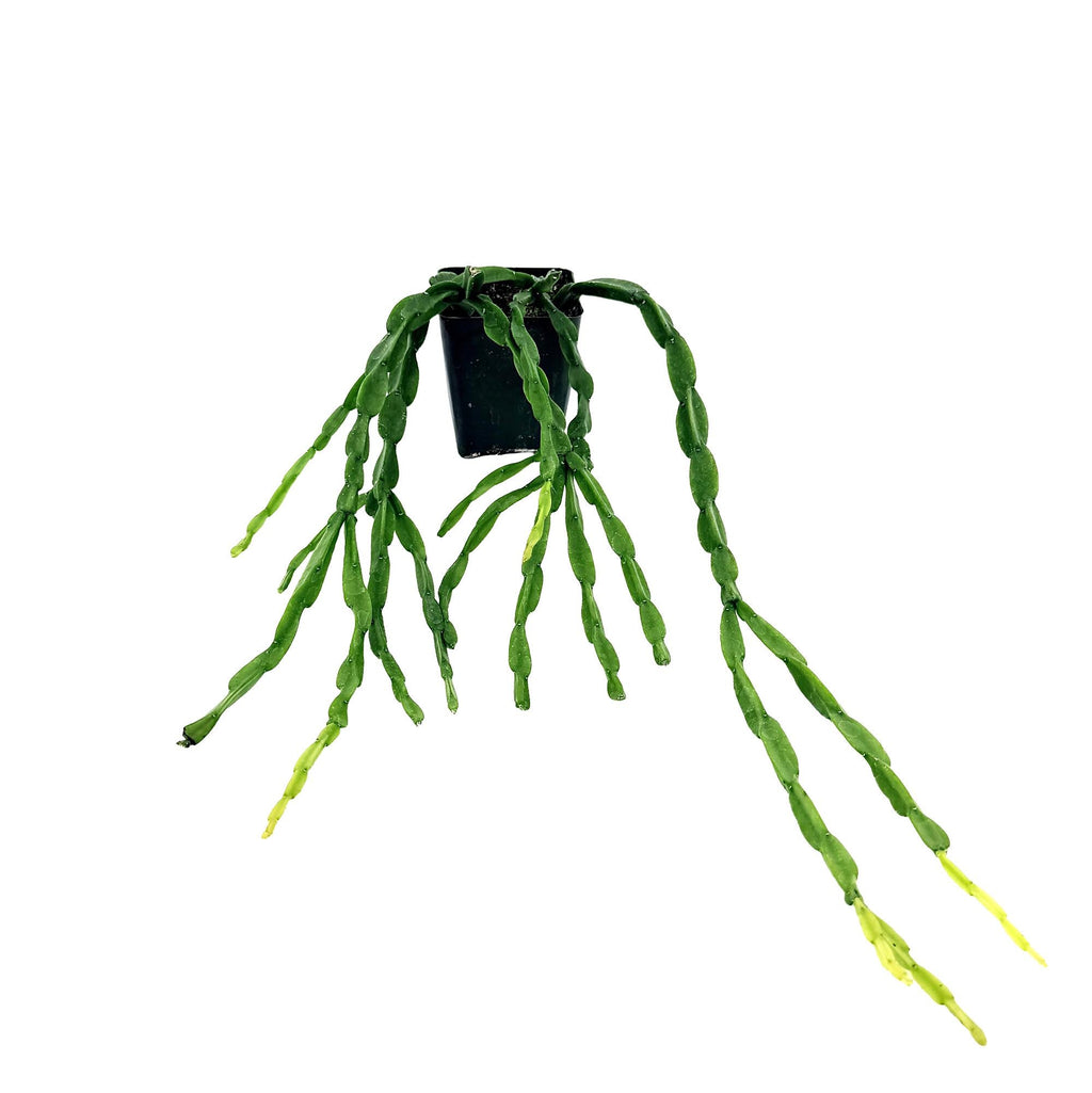 Rhipsalis paradoxa 'Chain Cactus'