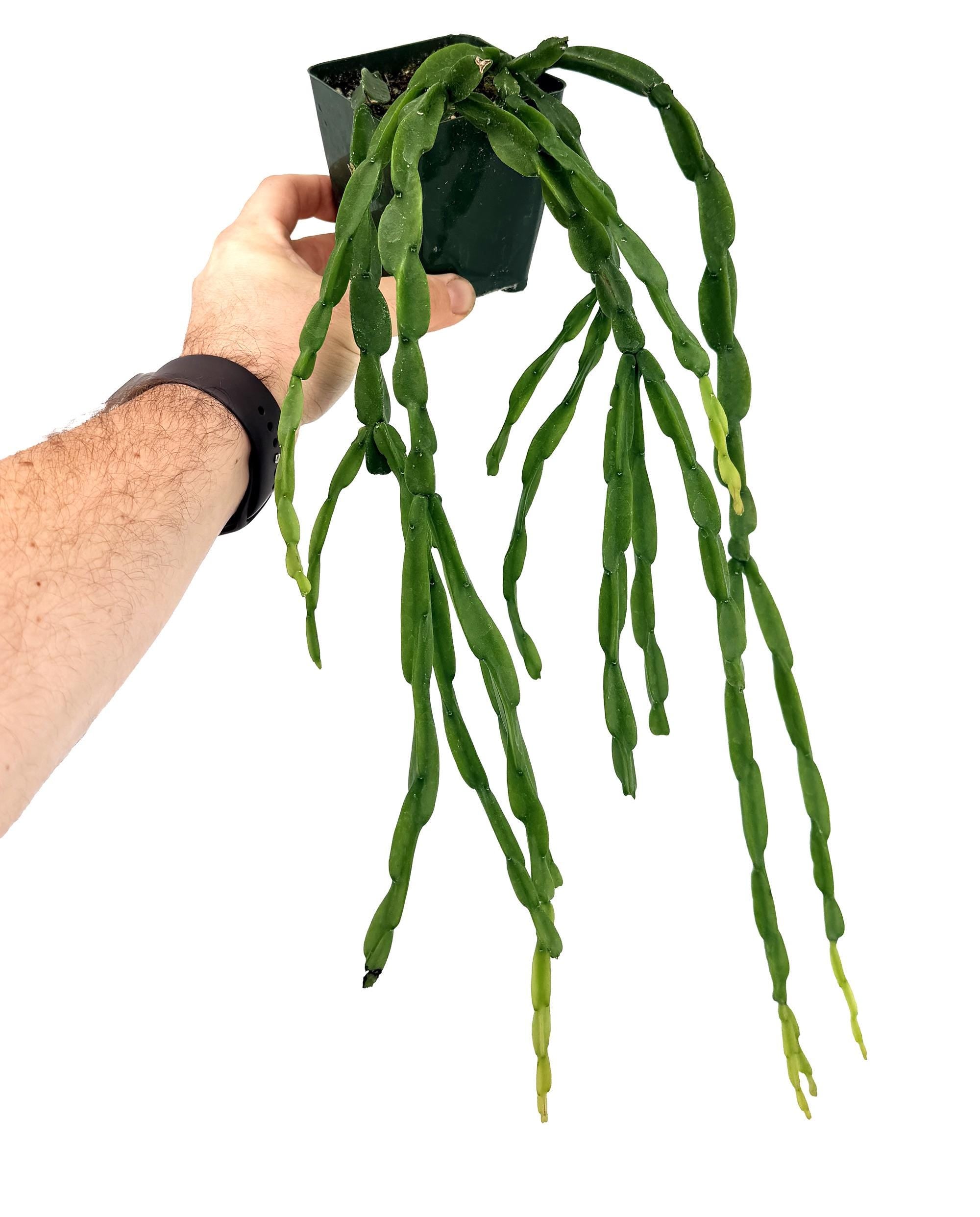 Rhipsalis paradoxa 'Chain Cactus'