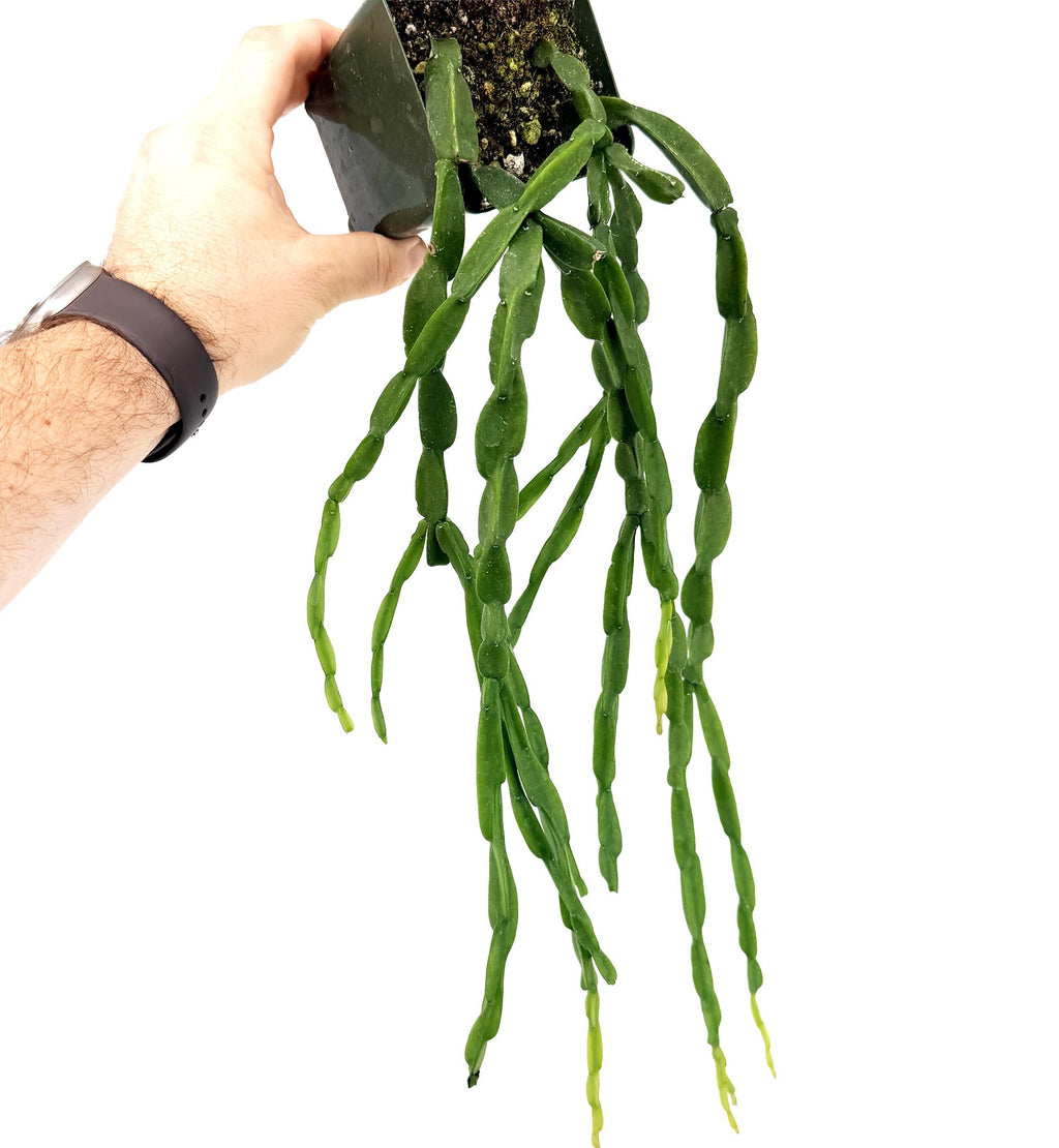 Rhipsalis paradoxa 'Chain Cactus'