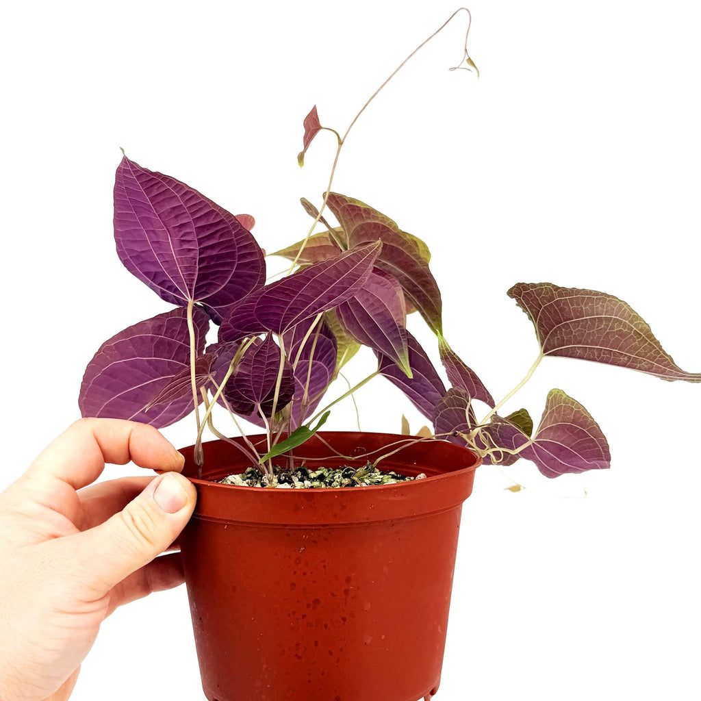 Dioscorea discolor 'Jewel Vine'