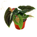 Dioscorea discolor 'Jewel Vine'