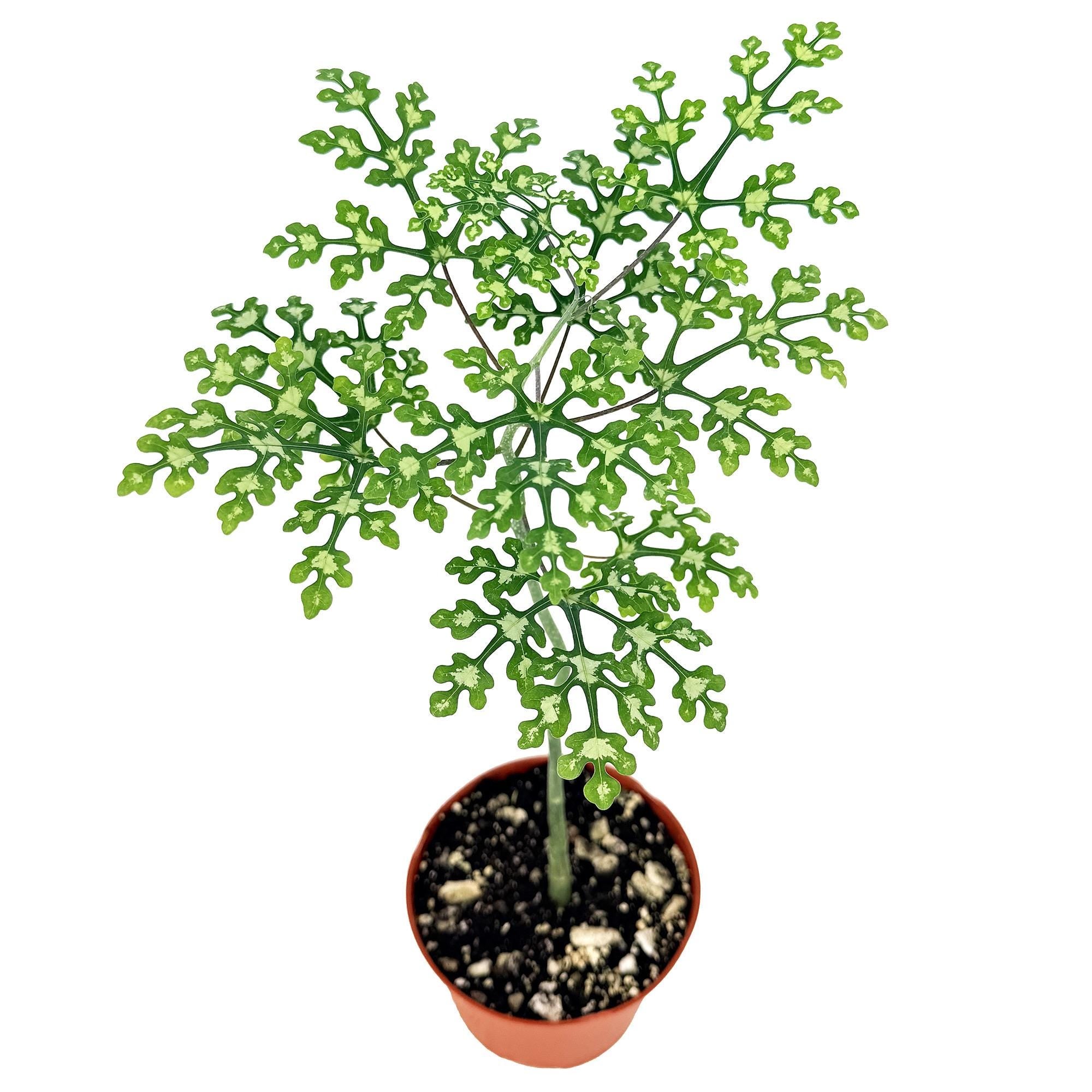 Adenia perrieri