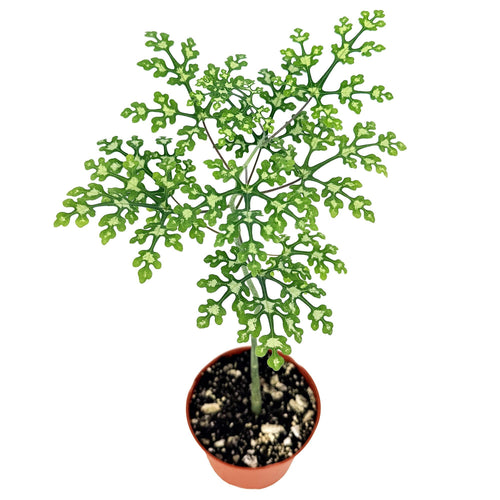 Adenia perrieri