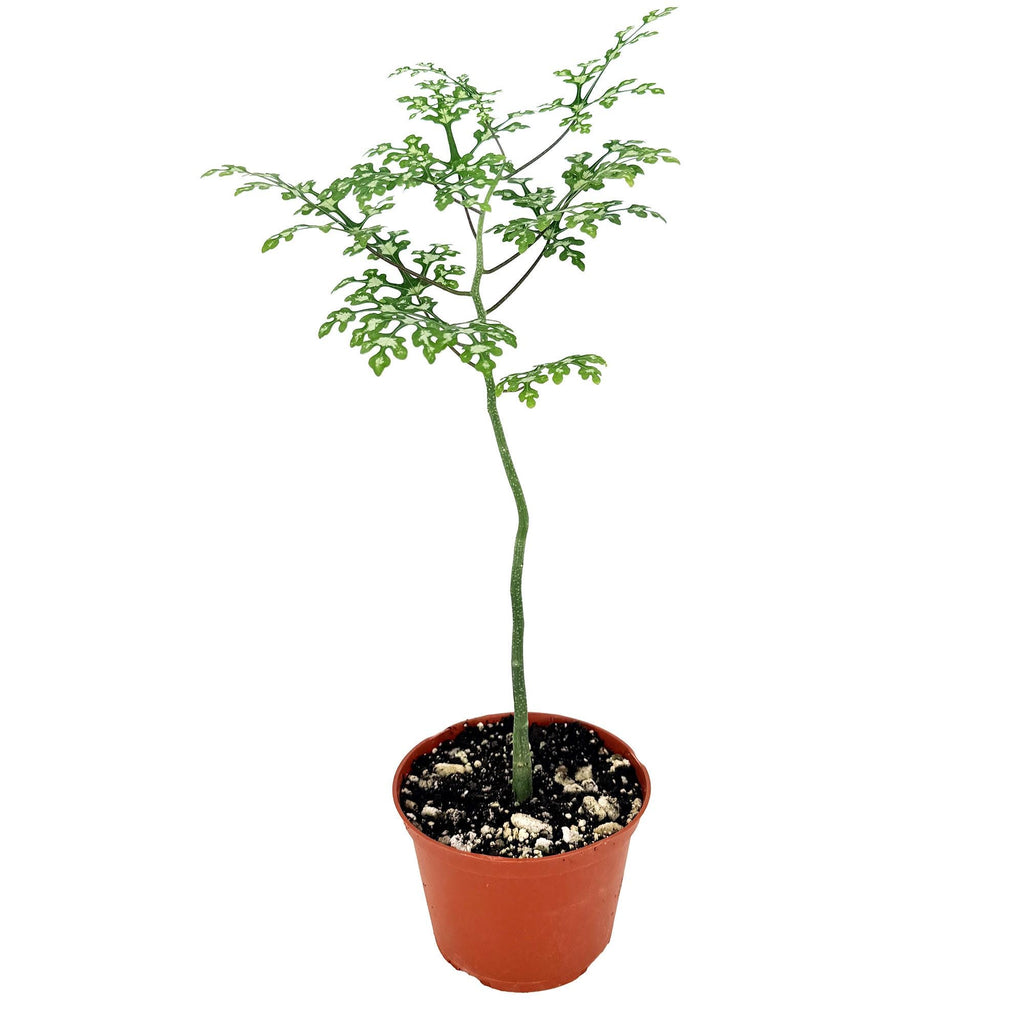 Adenia perrieri