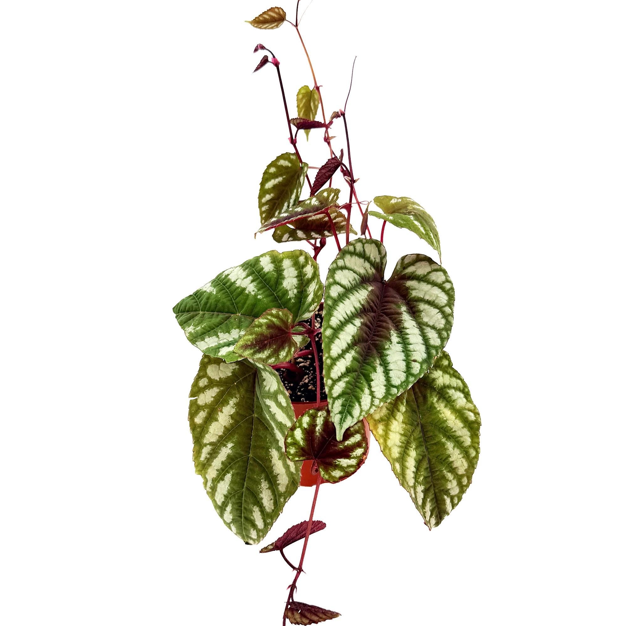 Cissus Discolor 'Rex Begonia Vine'