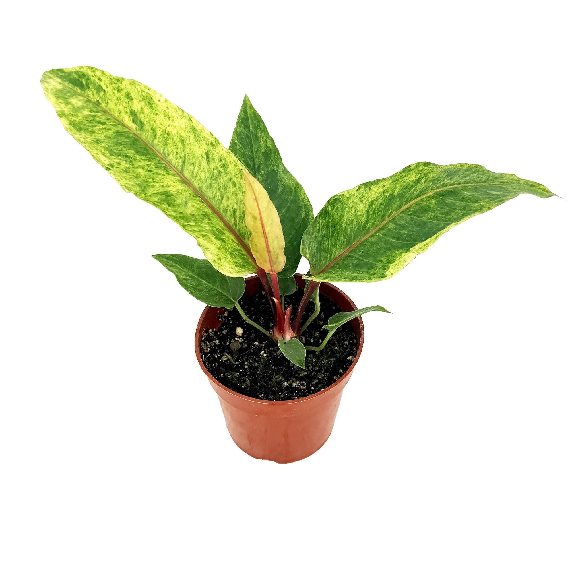 Anthurium ‘Renaissance Variegated'
