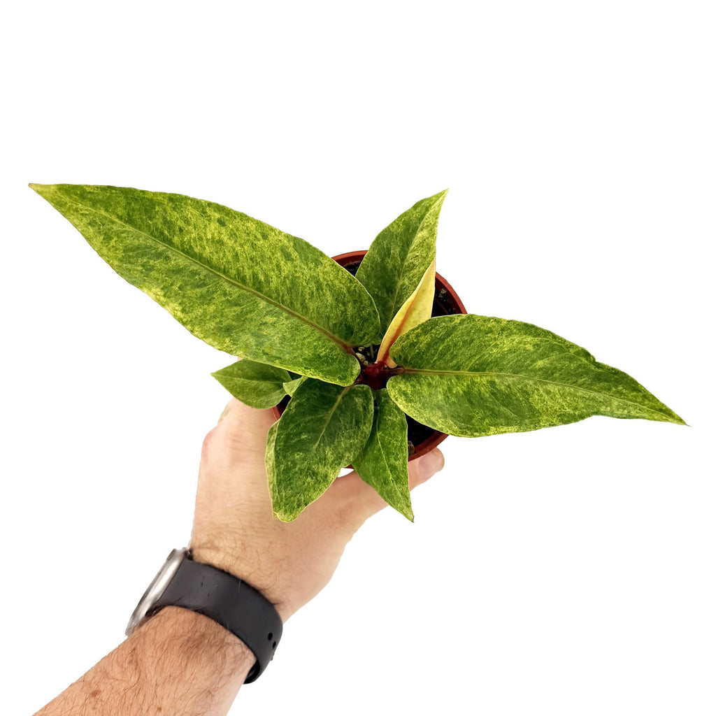 Anthurium ‘Renaissance Variegated'