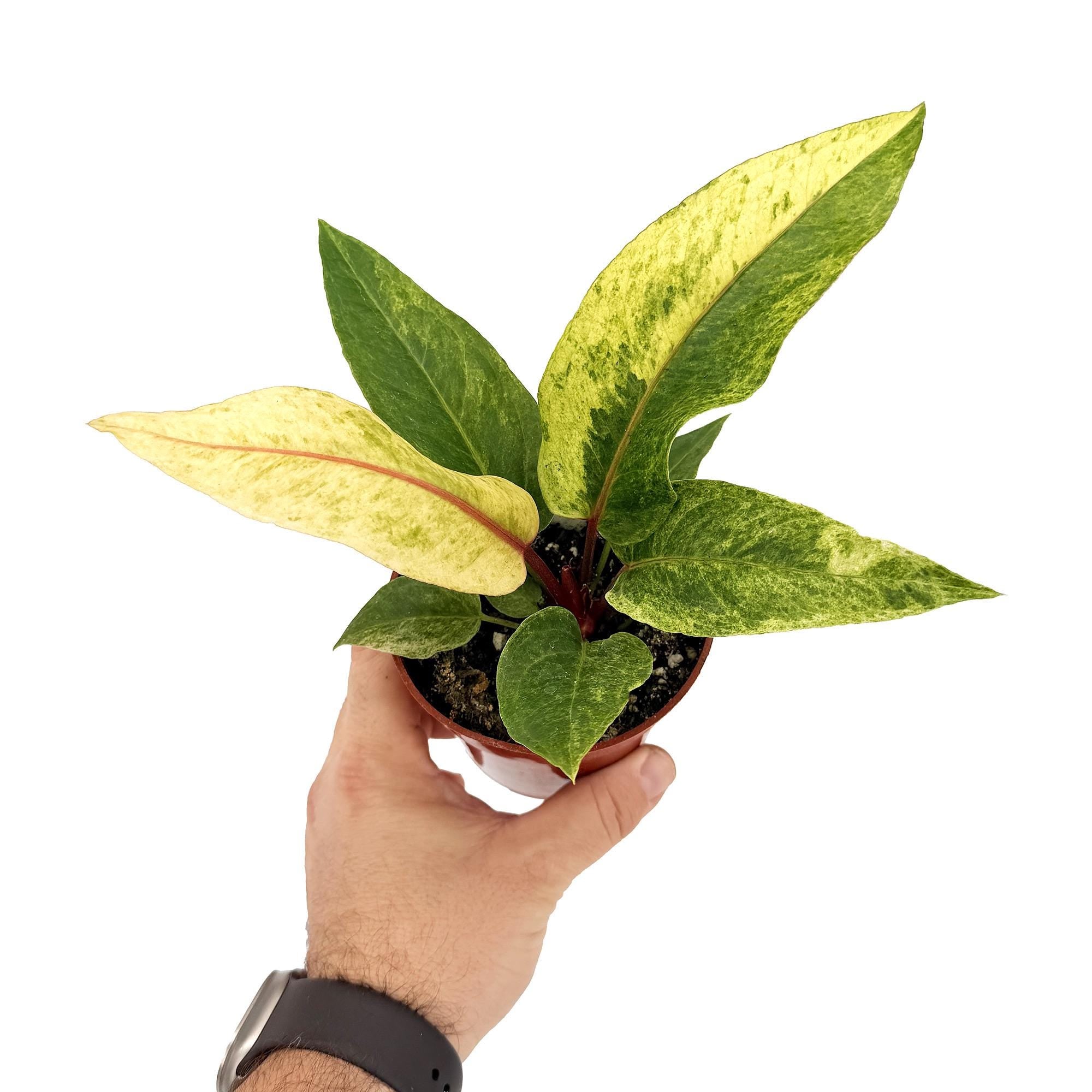 Anthurium ‘Renaissance Variegated'