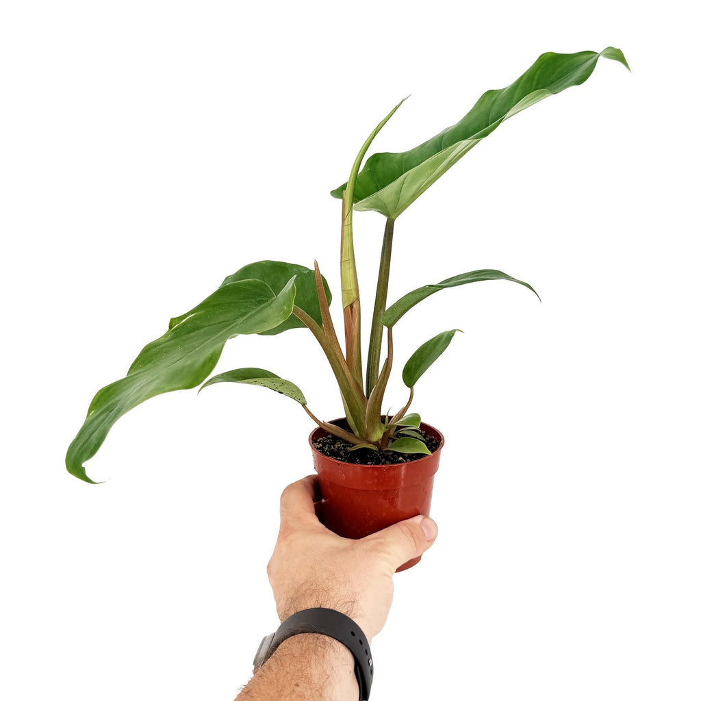 Philodendron ‘Jungle Fever'