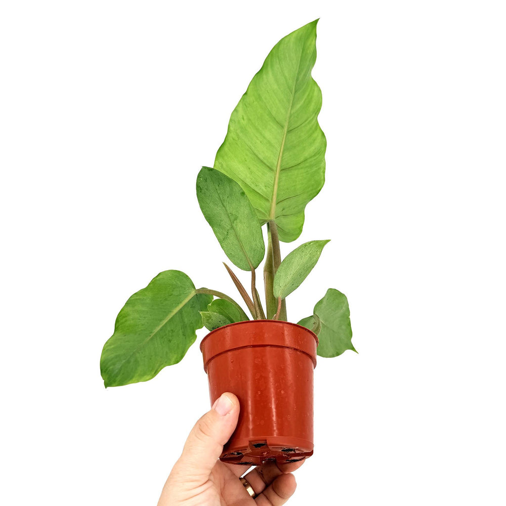 Philodendron ‘Jungle Fever'