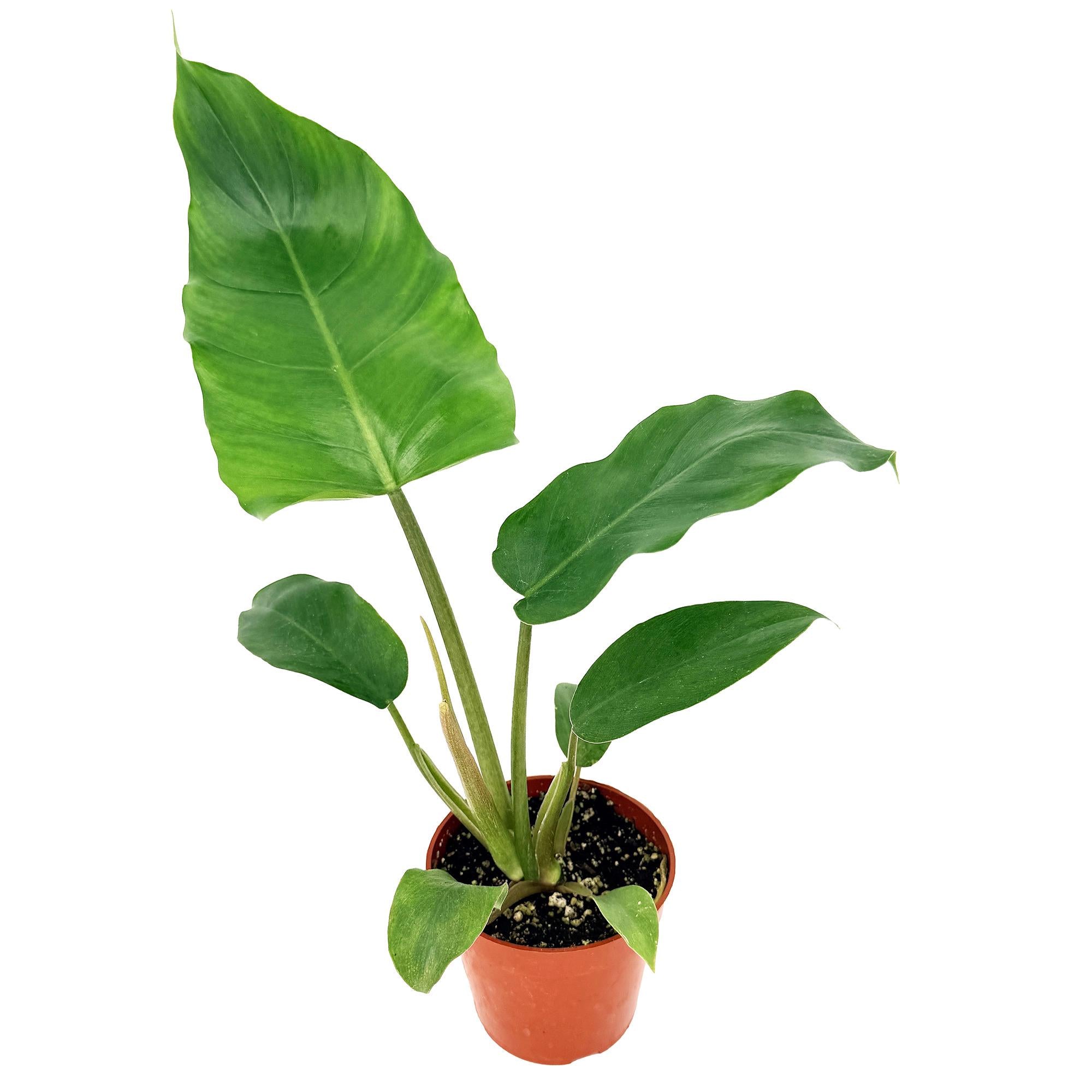 Philodendron ‘Jungle Fever'