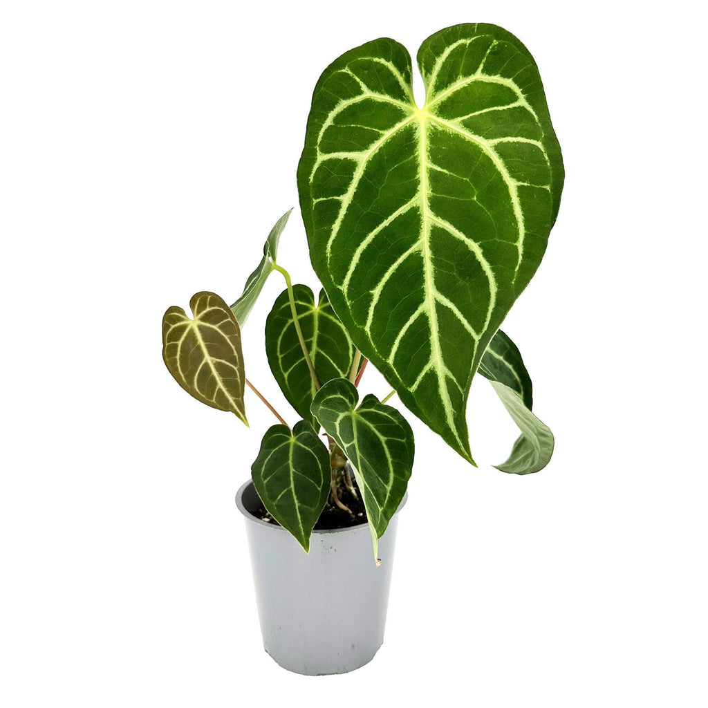 Anthurium regale