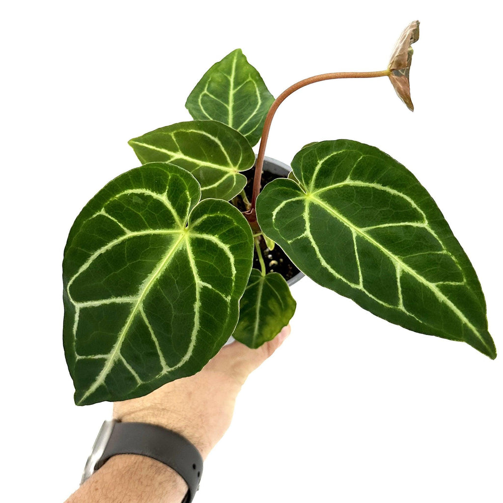 Anthurium regale