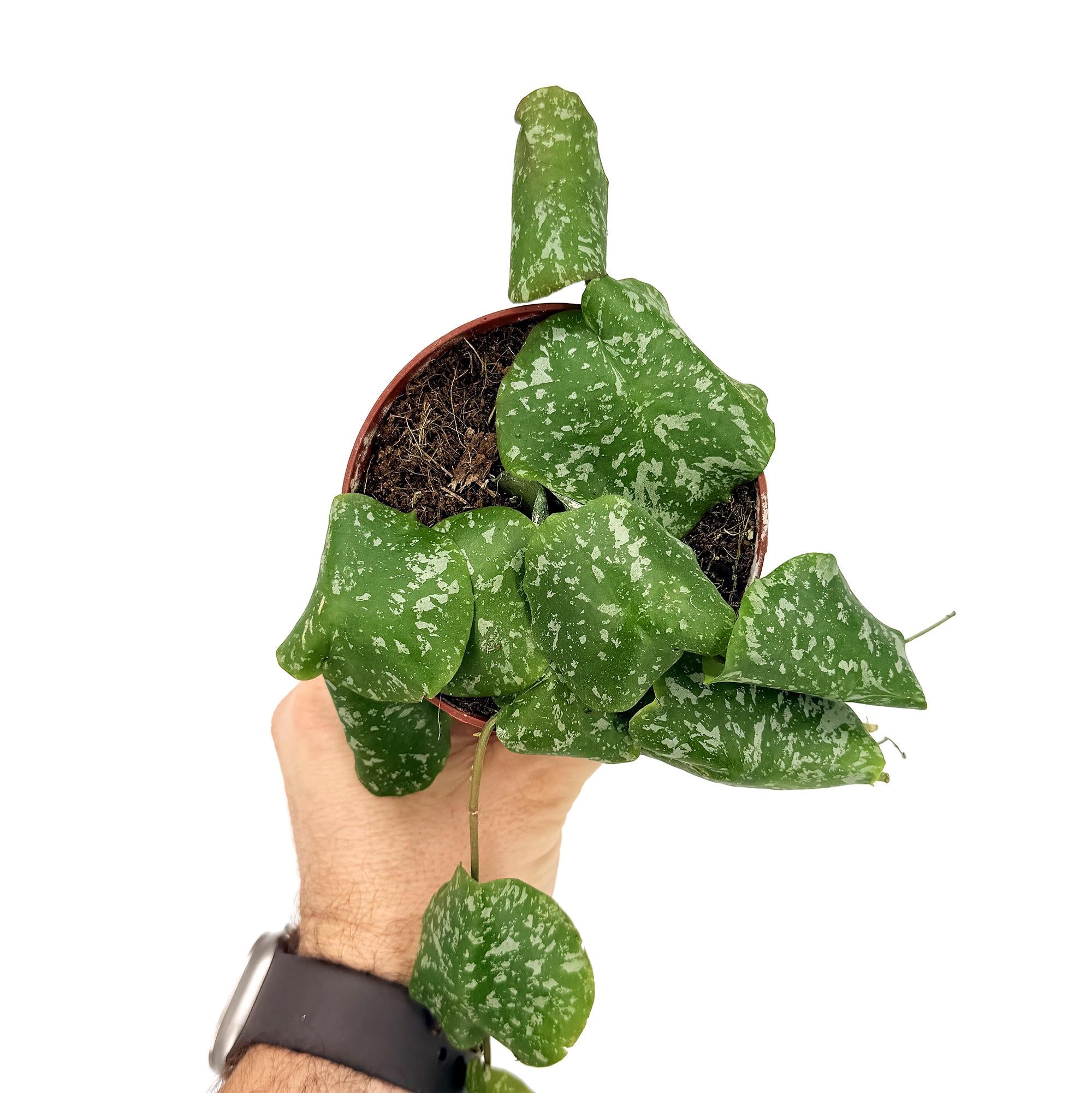 Hoya imbricata