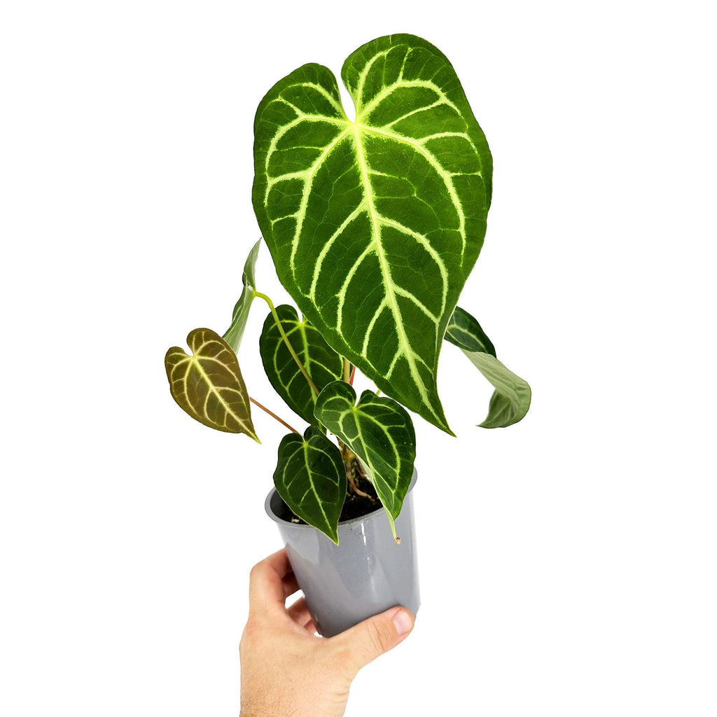 Anthurium regale