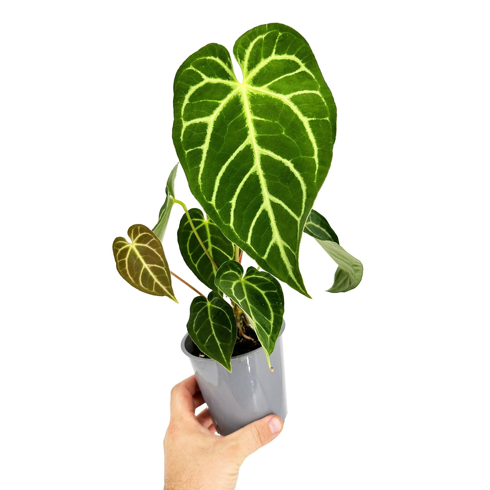 Anthurium regale