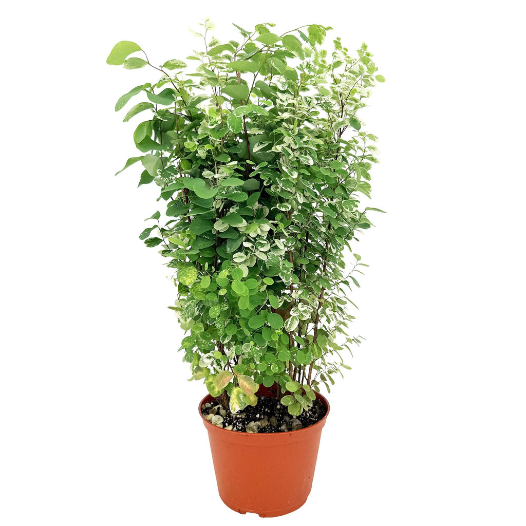 Breynia disticha ‘Snow Bush'