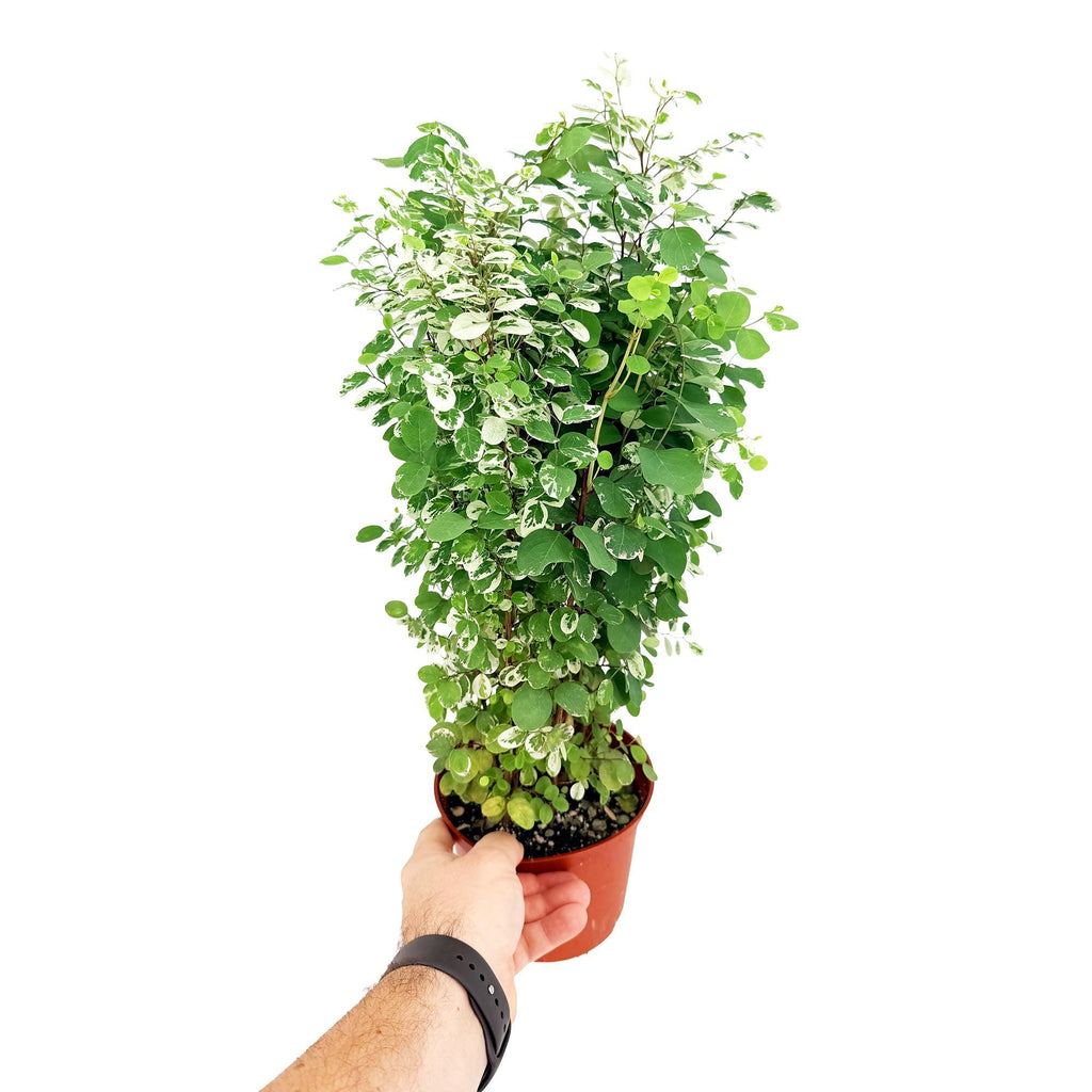 Breynia disticha ‘Snow Bush'