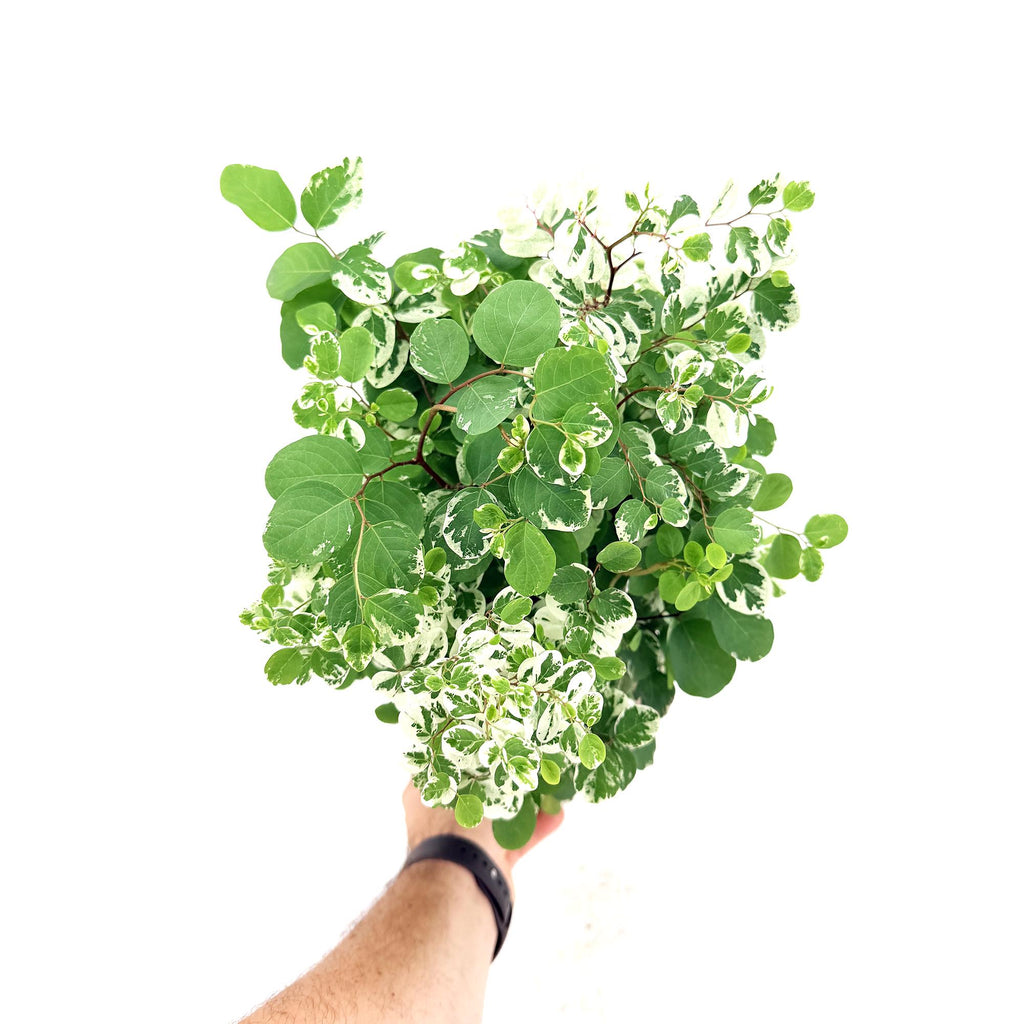 Breynia disticha ‘Snow Bush'