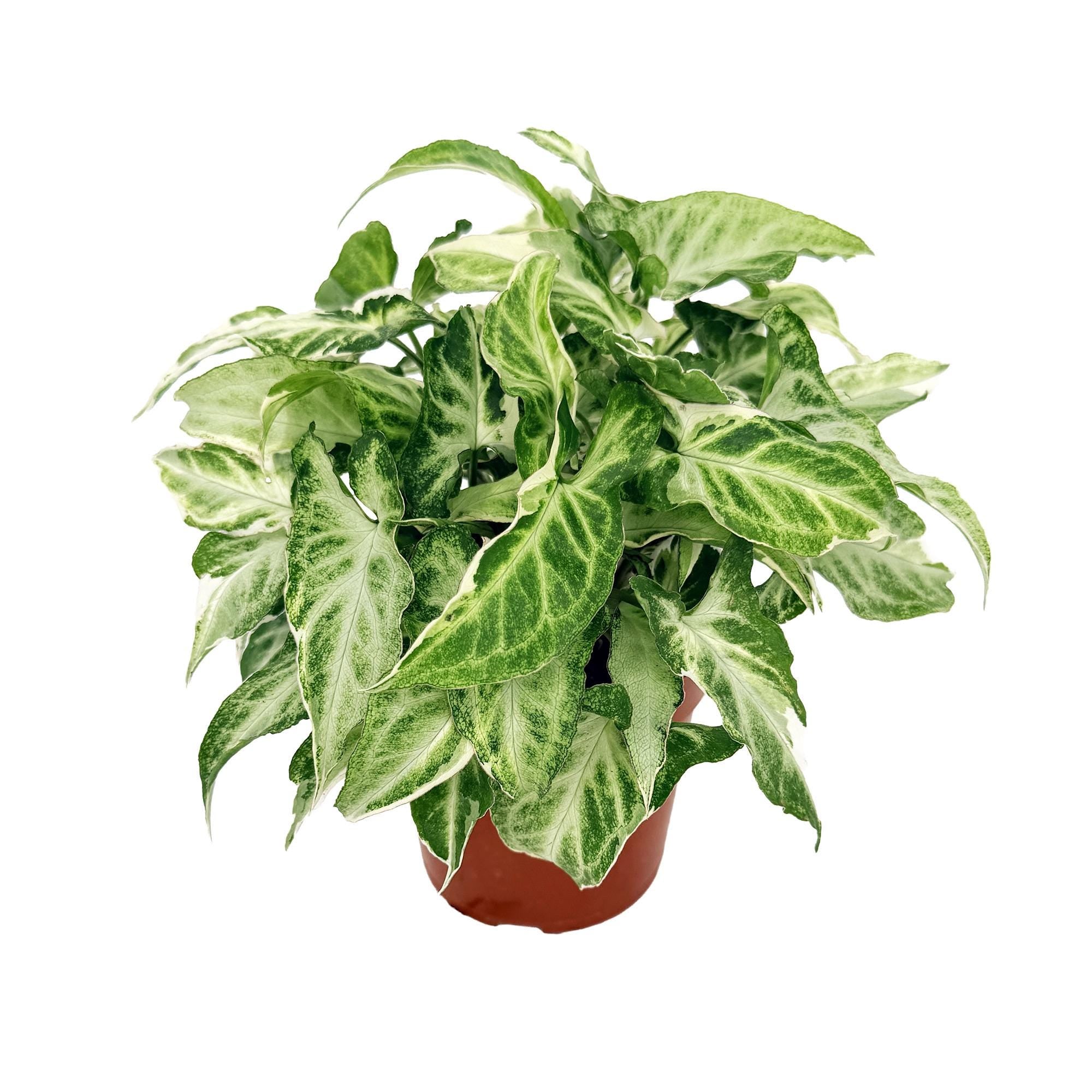 Syngonium podophyllum ‘Starlite’