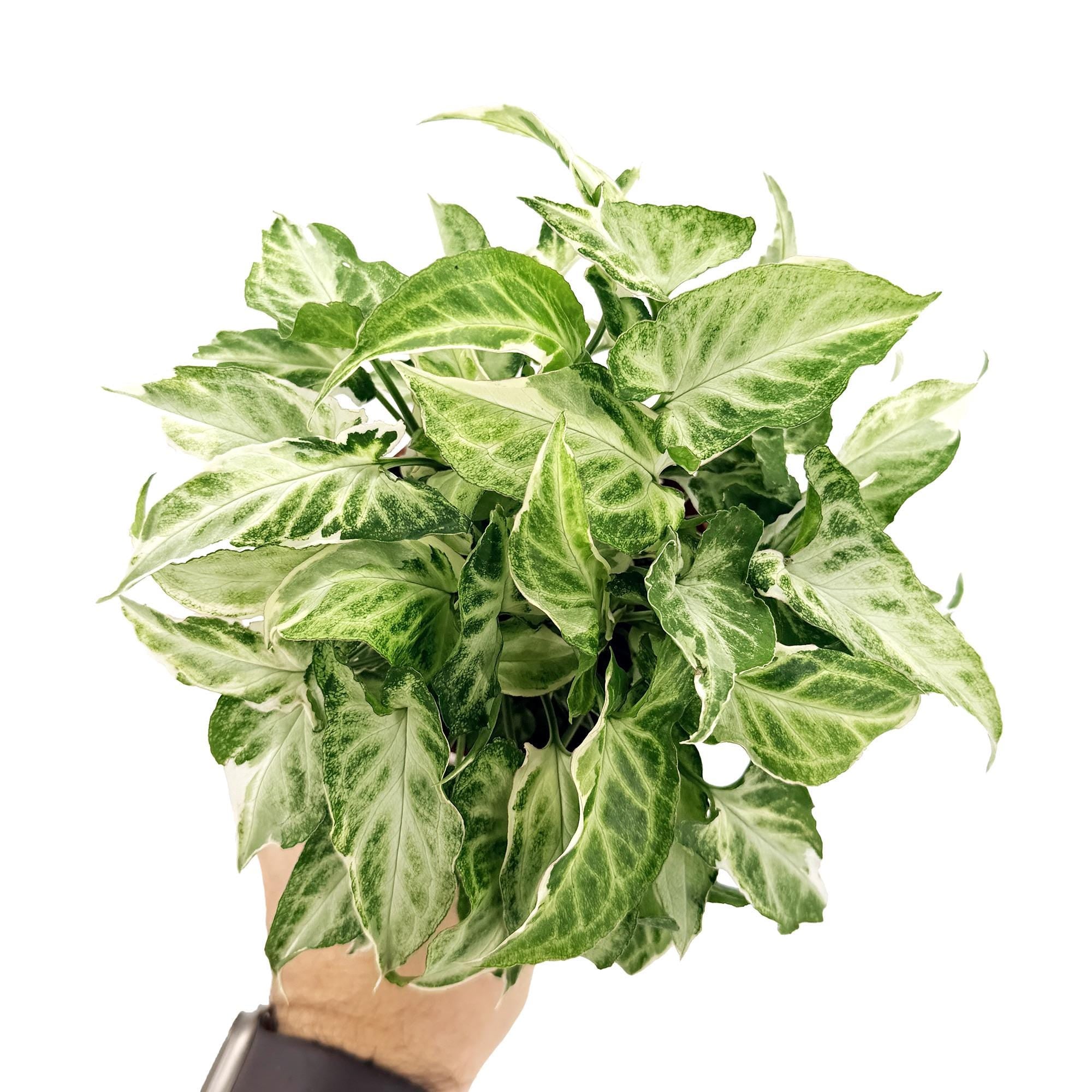 Syngonium podophyllum ‘Starlite’