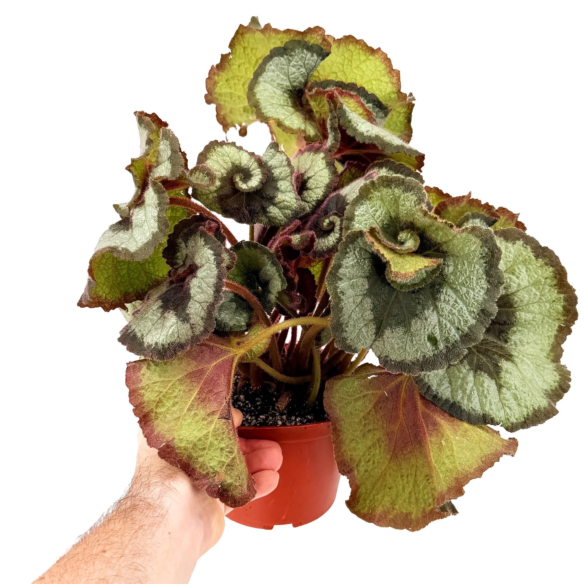Begonia Rex 'Escargot'