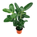 Ficus benghalensis 'Audrey'