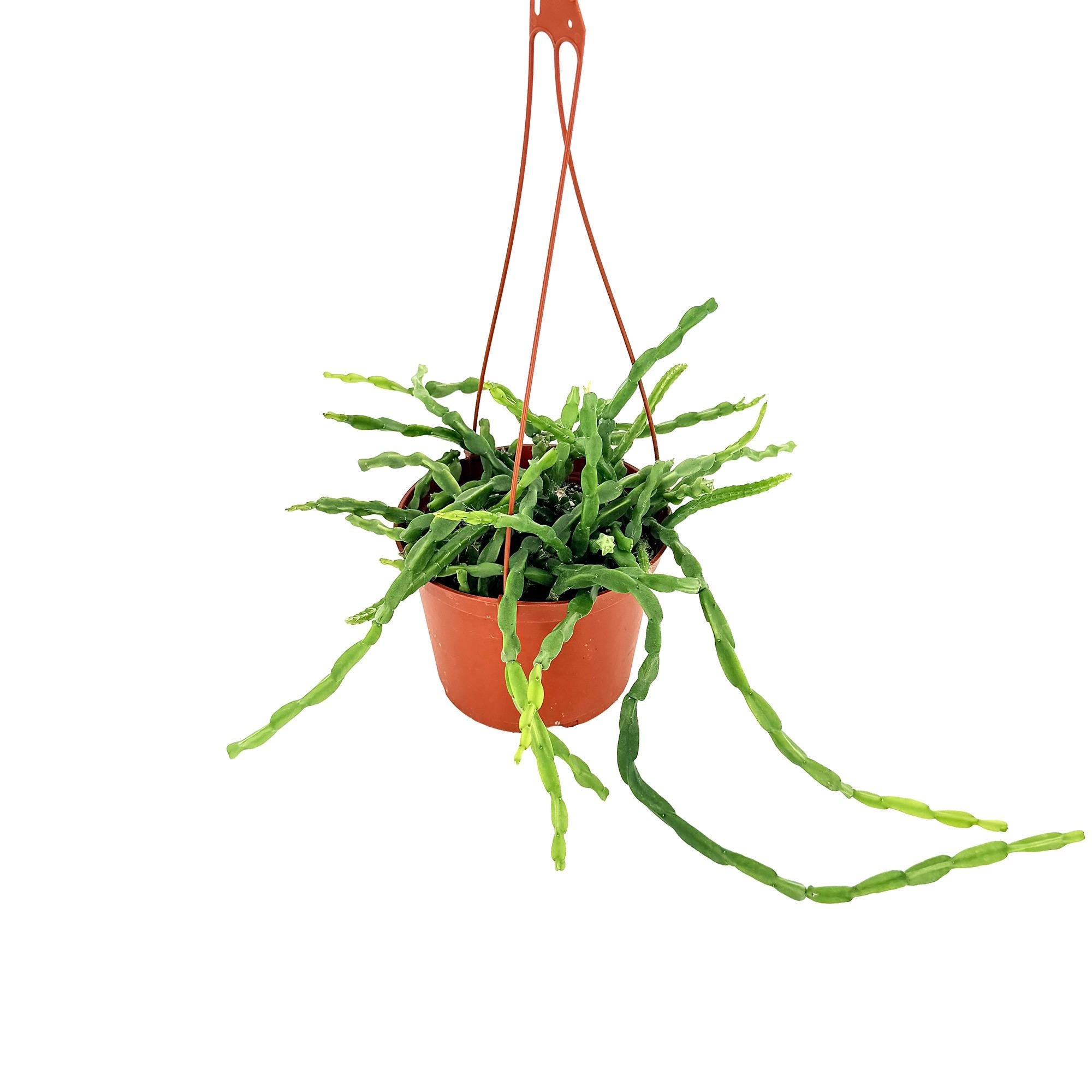 Rhipsalis paradoxa 'Chain Cactus'