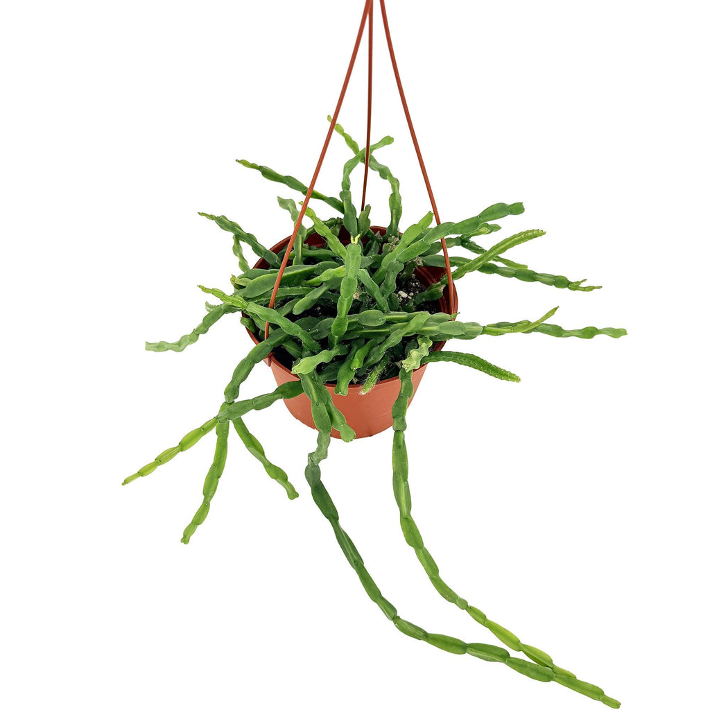 Rhipsalis paradoxa 'Chain Cactus'