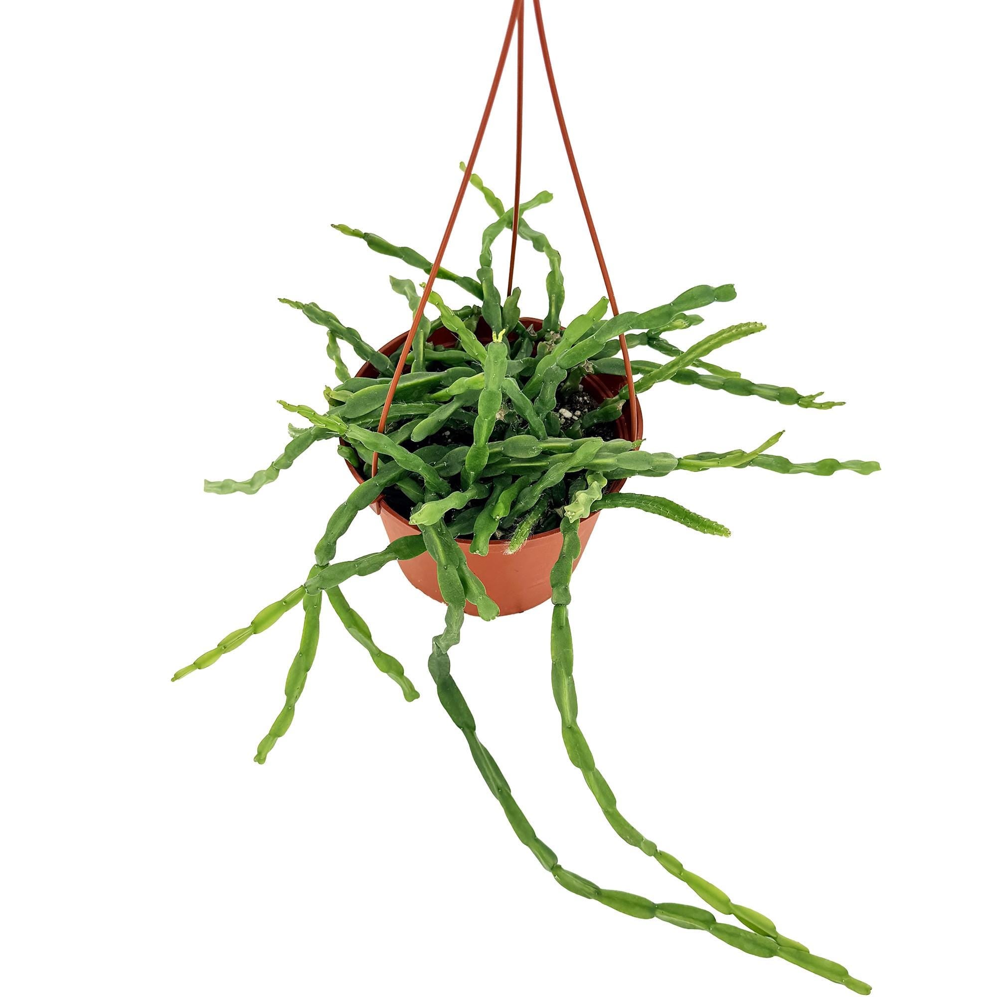 Rhipsalis paradoxa 'Chain Cactus'