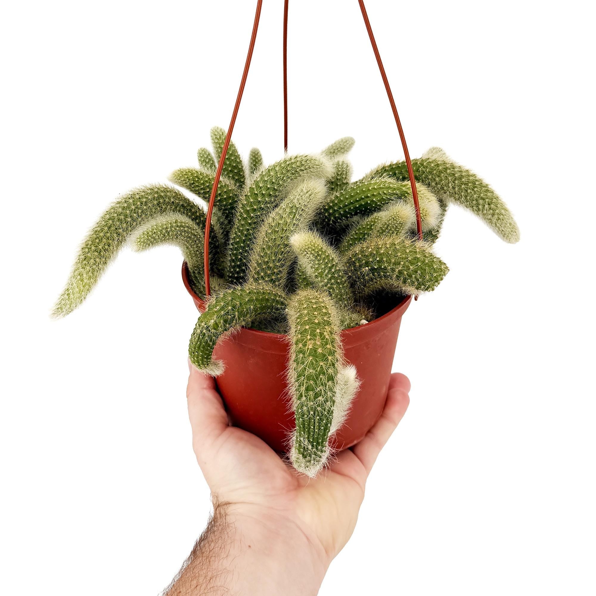 Hildewintera colademononis 'Monkey Tail Cactus'