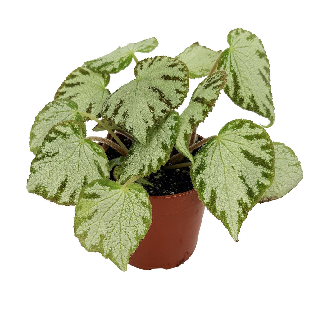Begonia 'Silver Jewel'