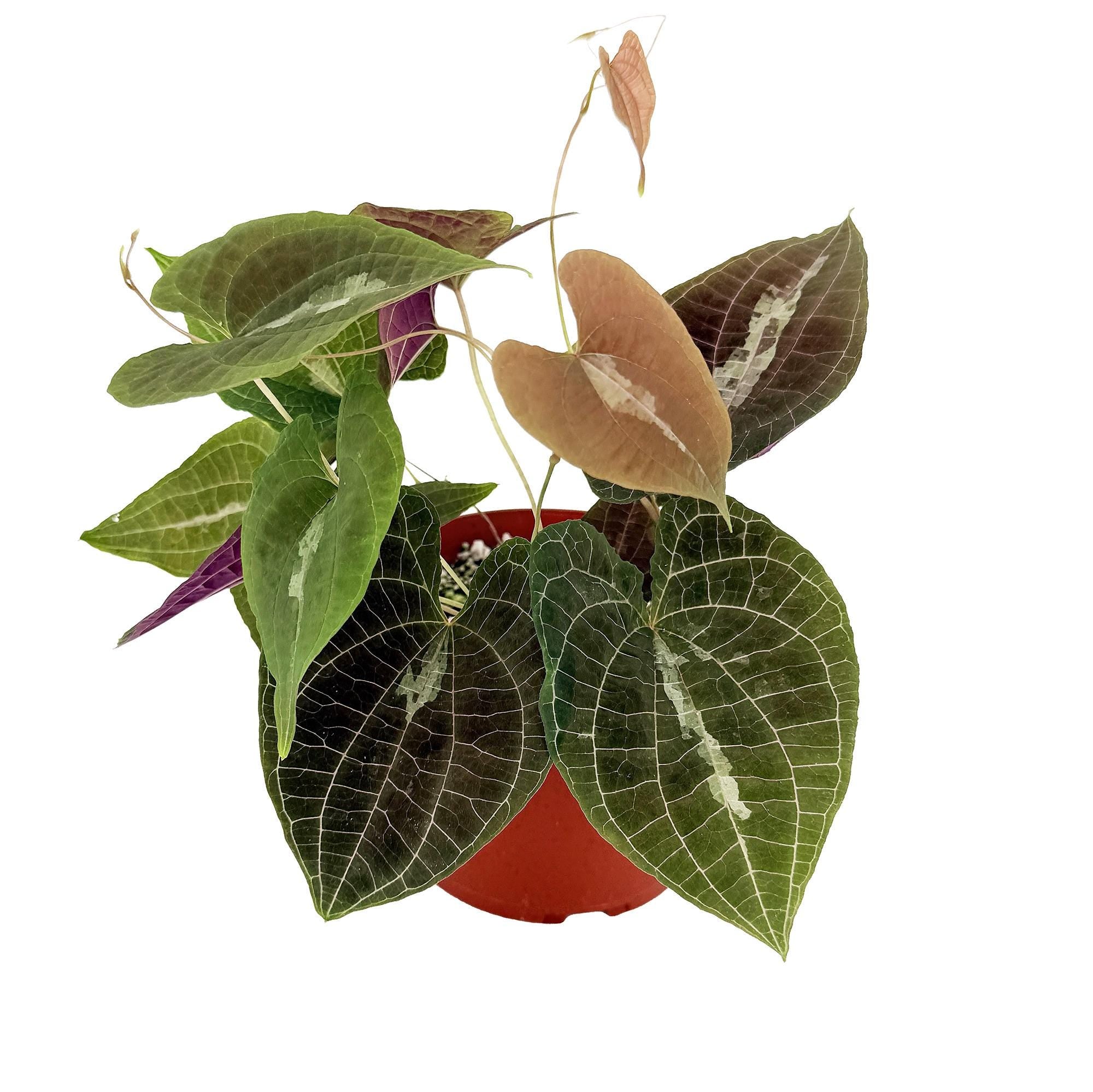 Dioscorea discolor 'Jewel Vine'