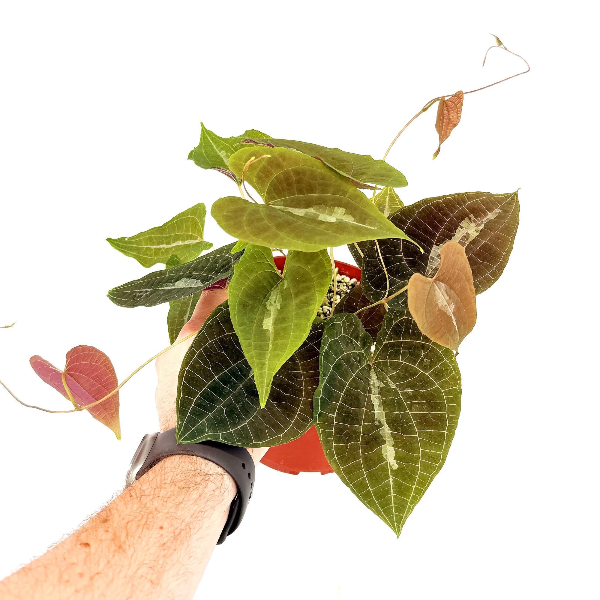 Dioscorea discolor 'Jewel Vine' – SarahCotta Plants