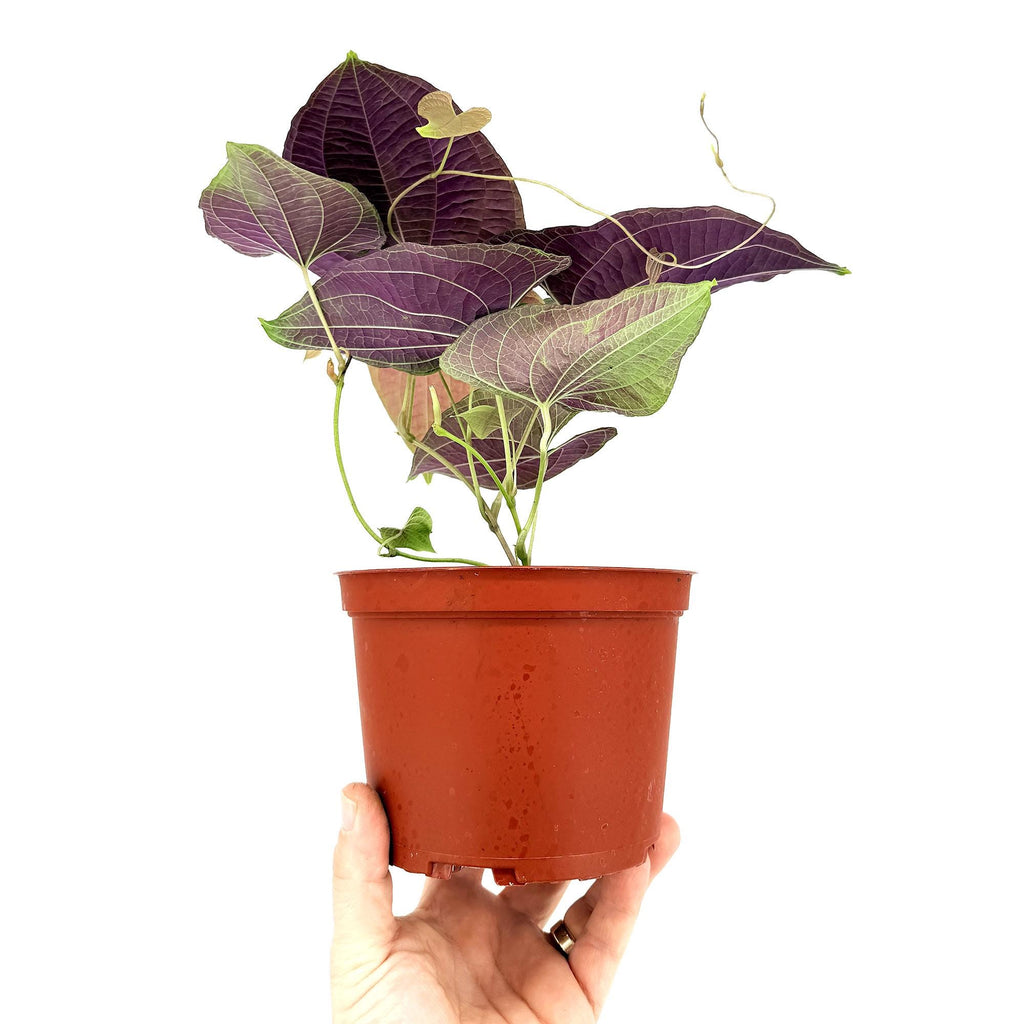 Dioscorea discolor 'Jewel Vine'