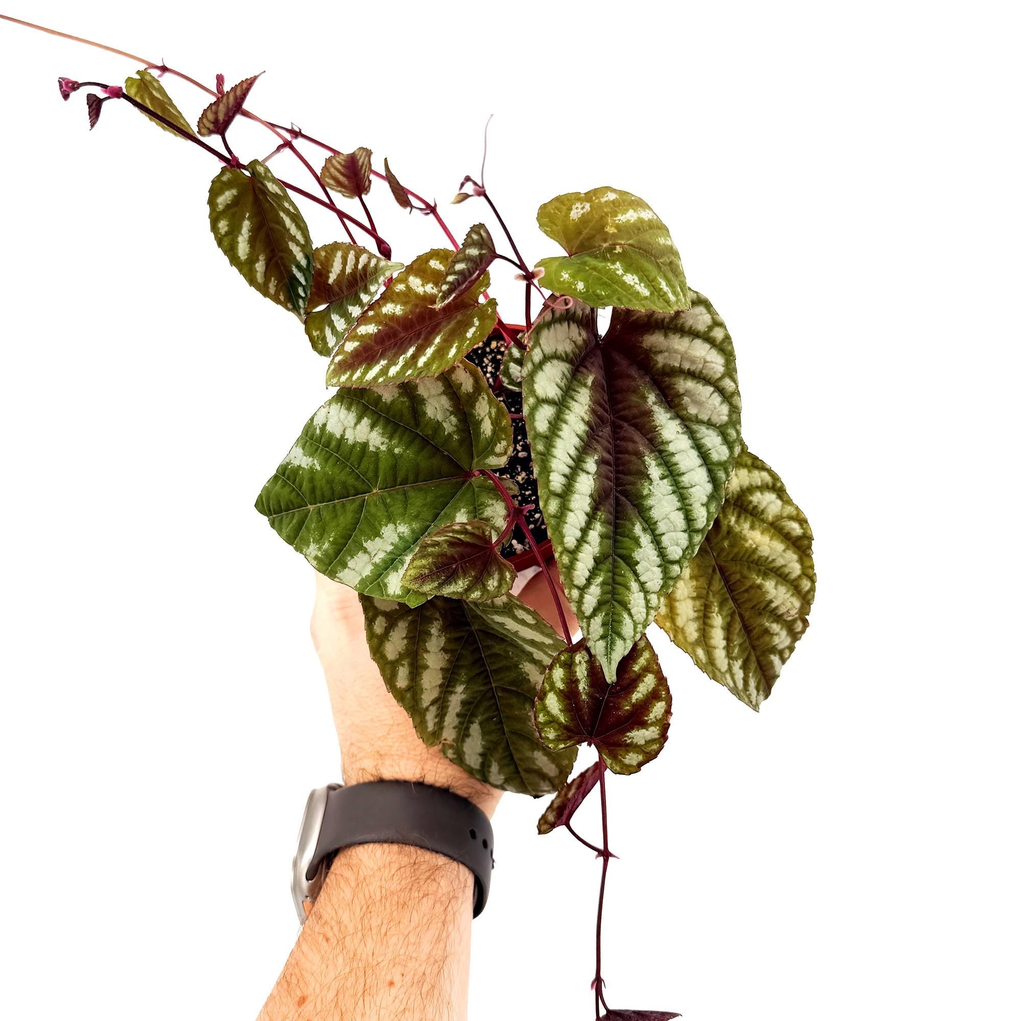 Cissus Discolor 'Rex Begonia Vine'