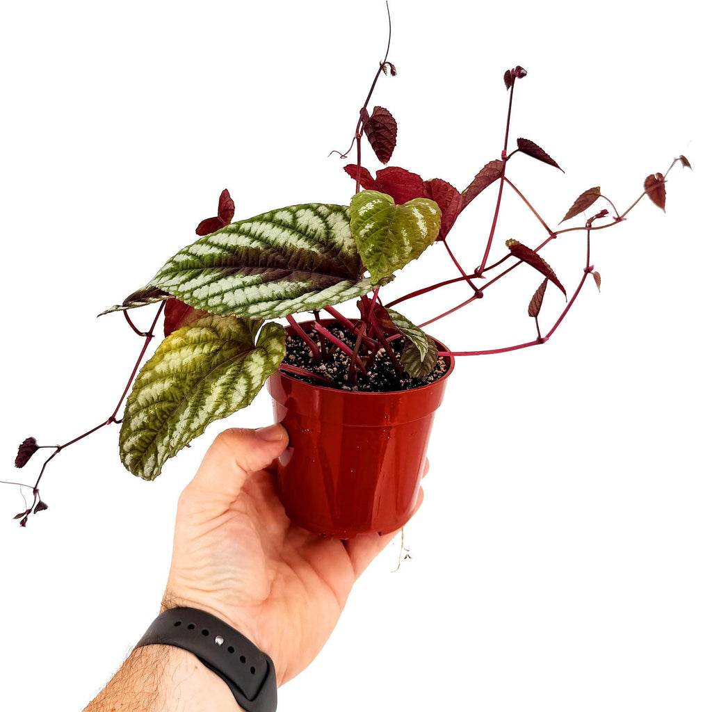 Cissus Discolor 'Rex Begonia Vine'