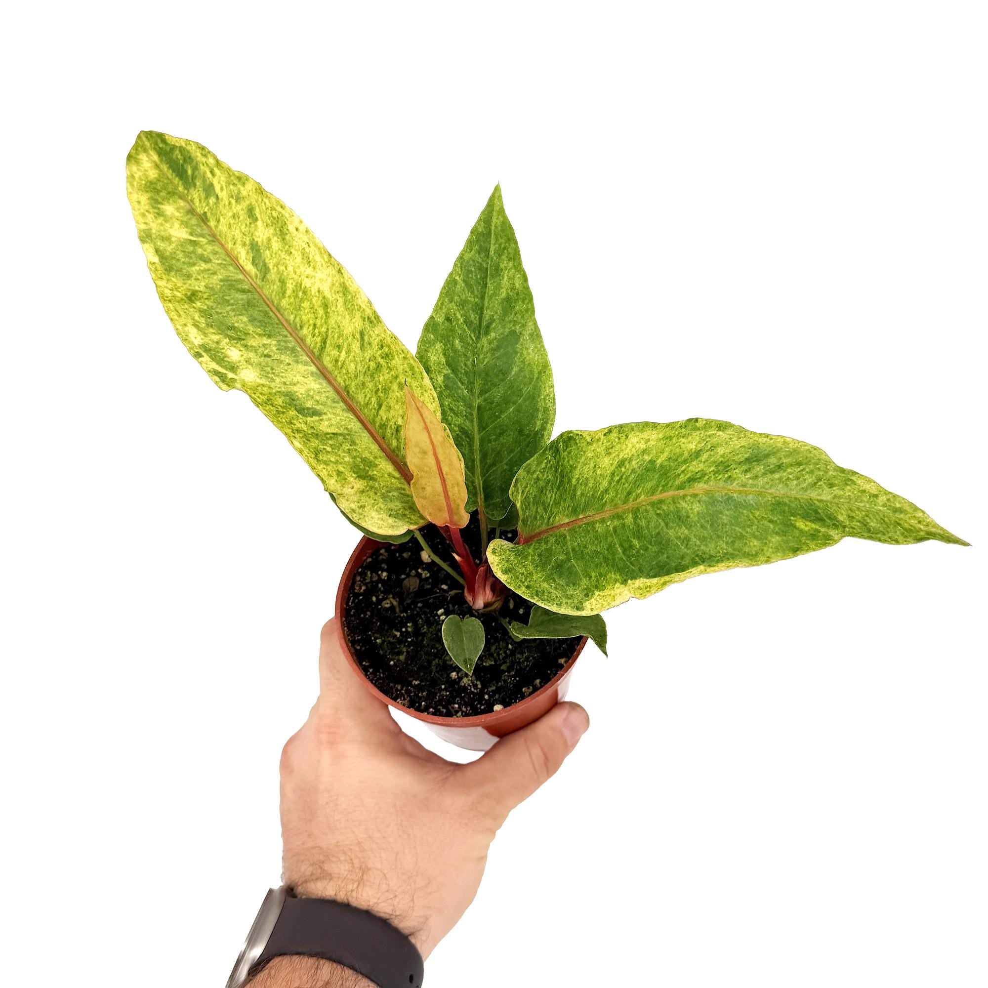 Anthurium ‘Renaissance Variegated'